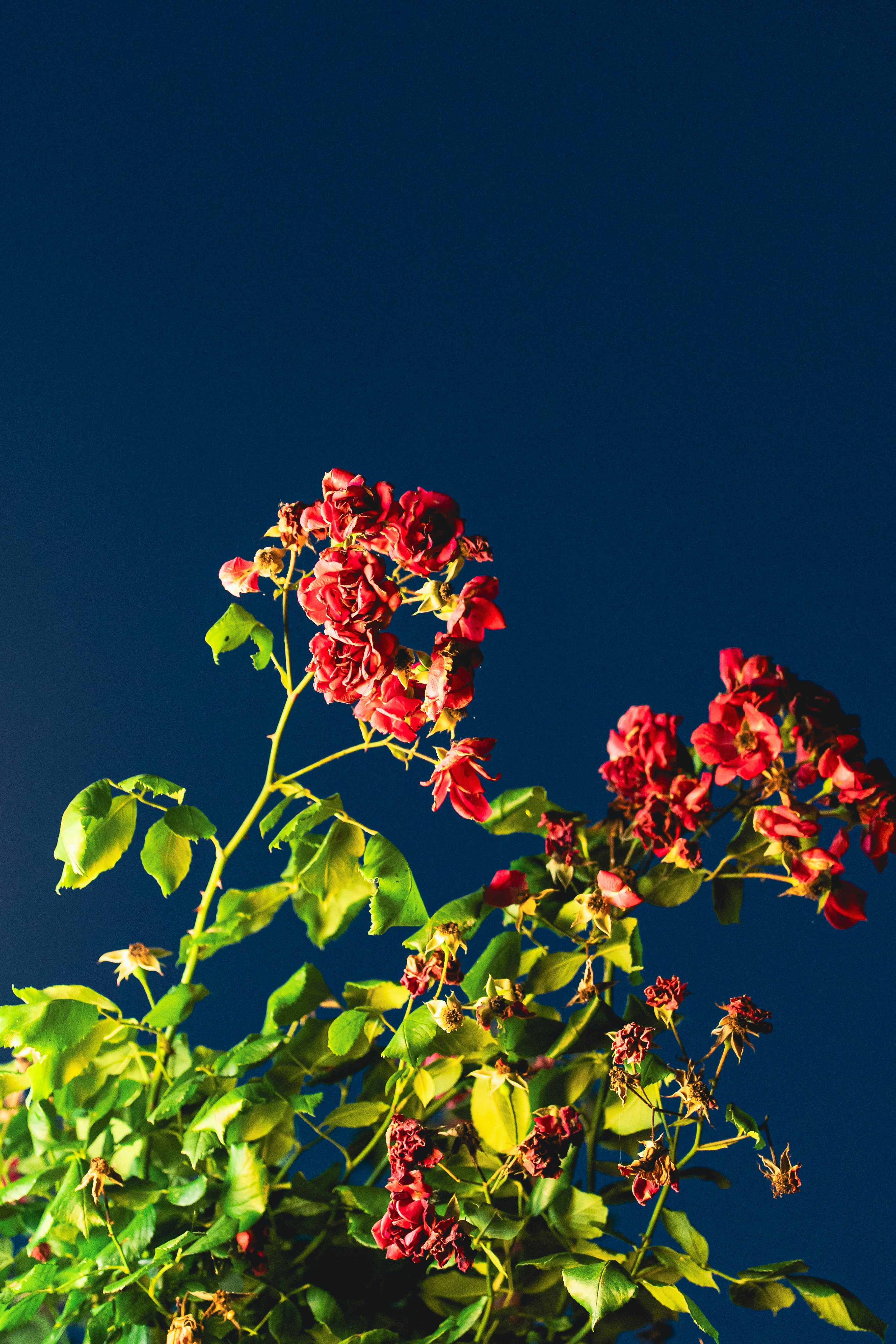 Rosas rojas contra azul oscuro - Foto gratuita en Unsplash