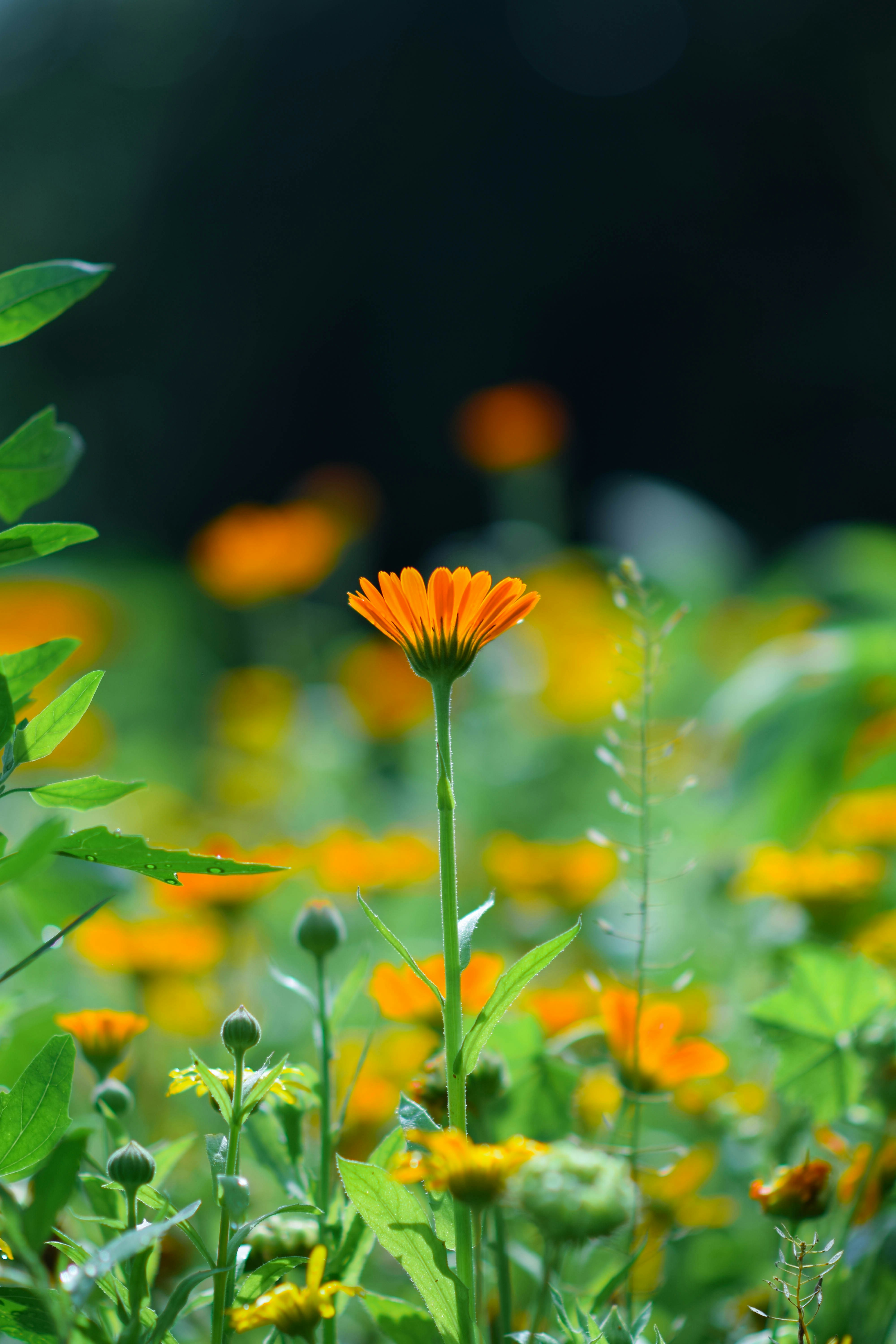 Flor de caléndula en un jardín iluminado por el sol - Foto gratuita en ...