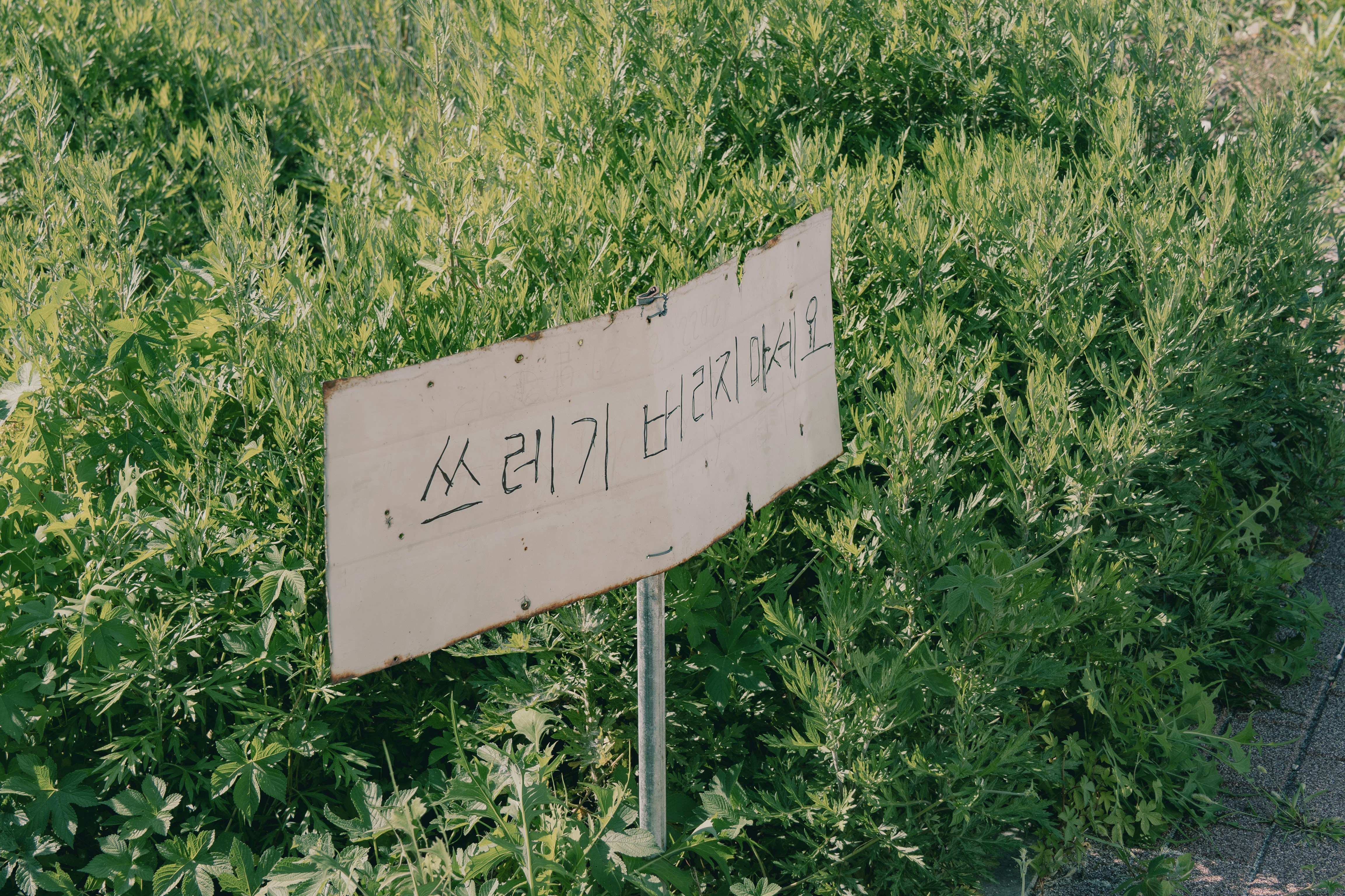 A weathered sign with Korean text in a patch of green leafy plants