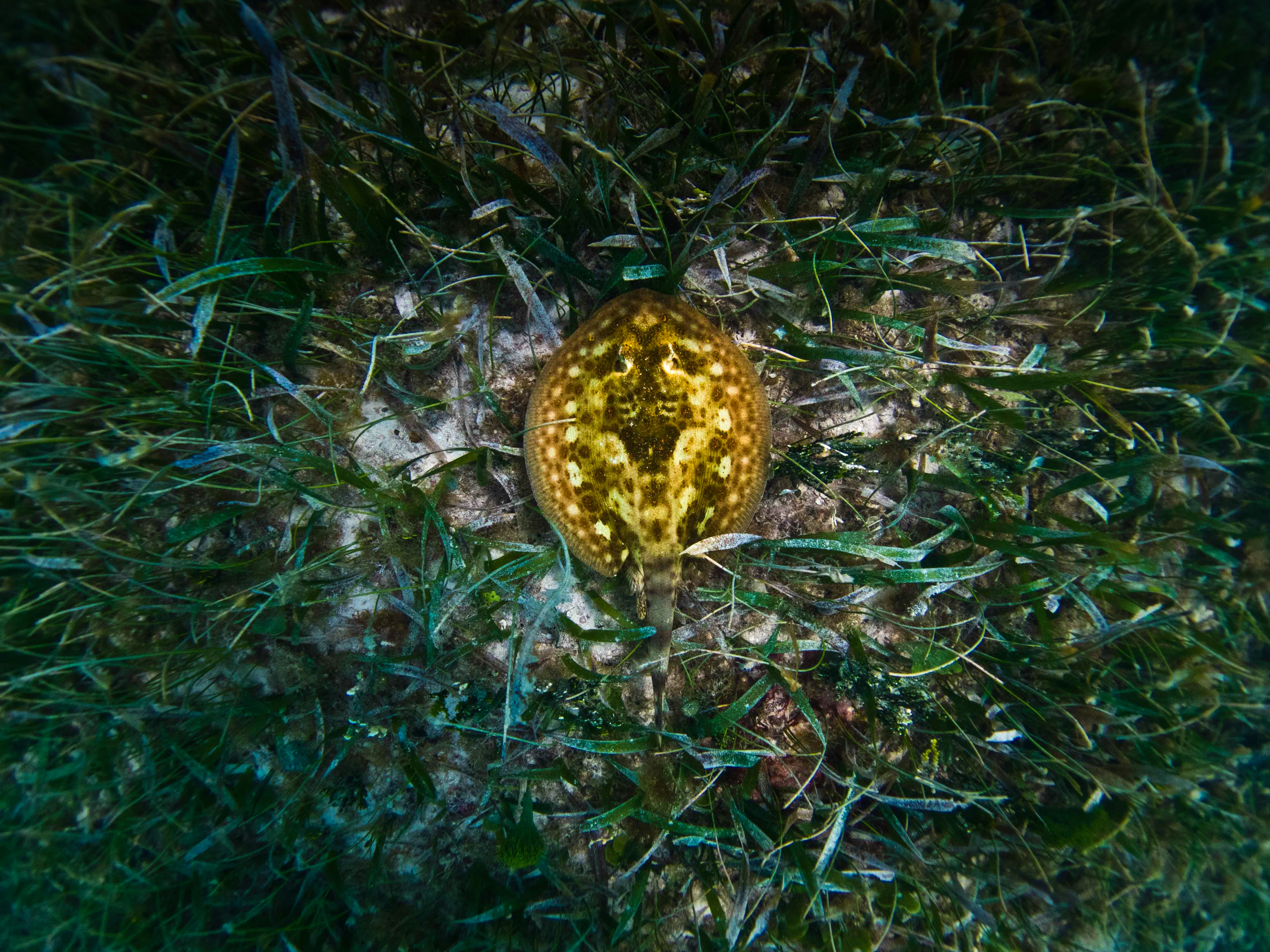 A patterned stingray camouflaged on the sandy sea floor among green seagrass