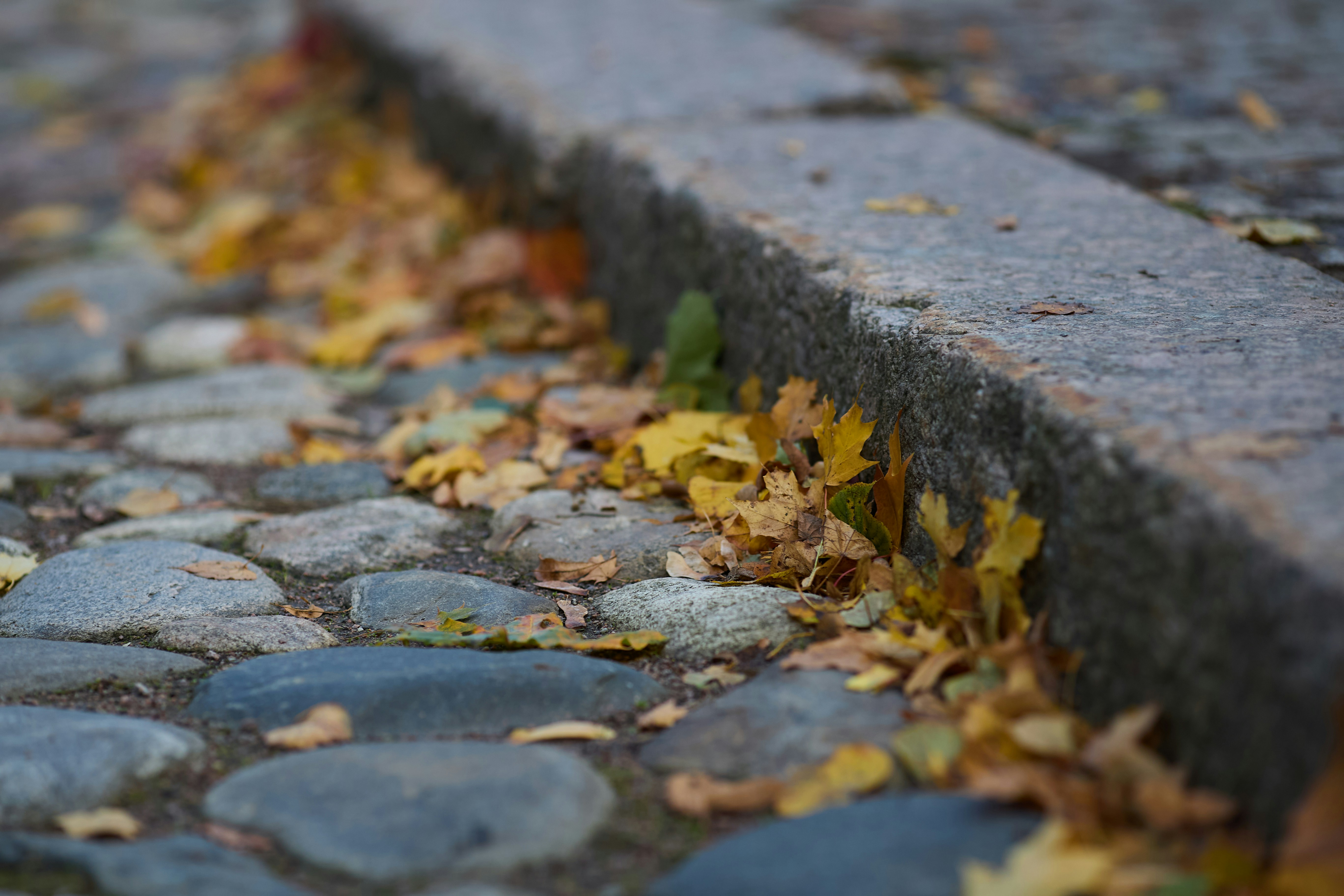 fanwood fall leaf pickup schedule and curbside rules, 2026