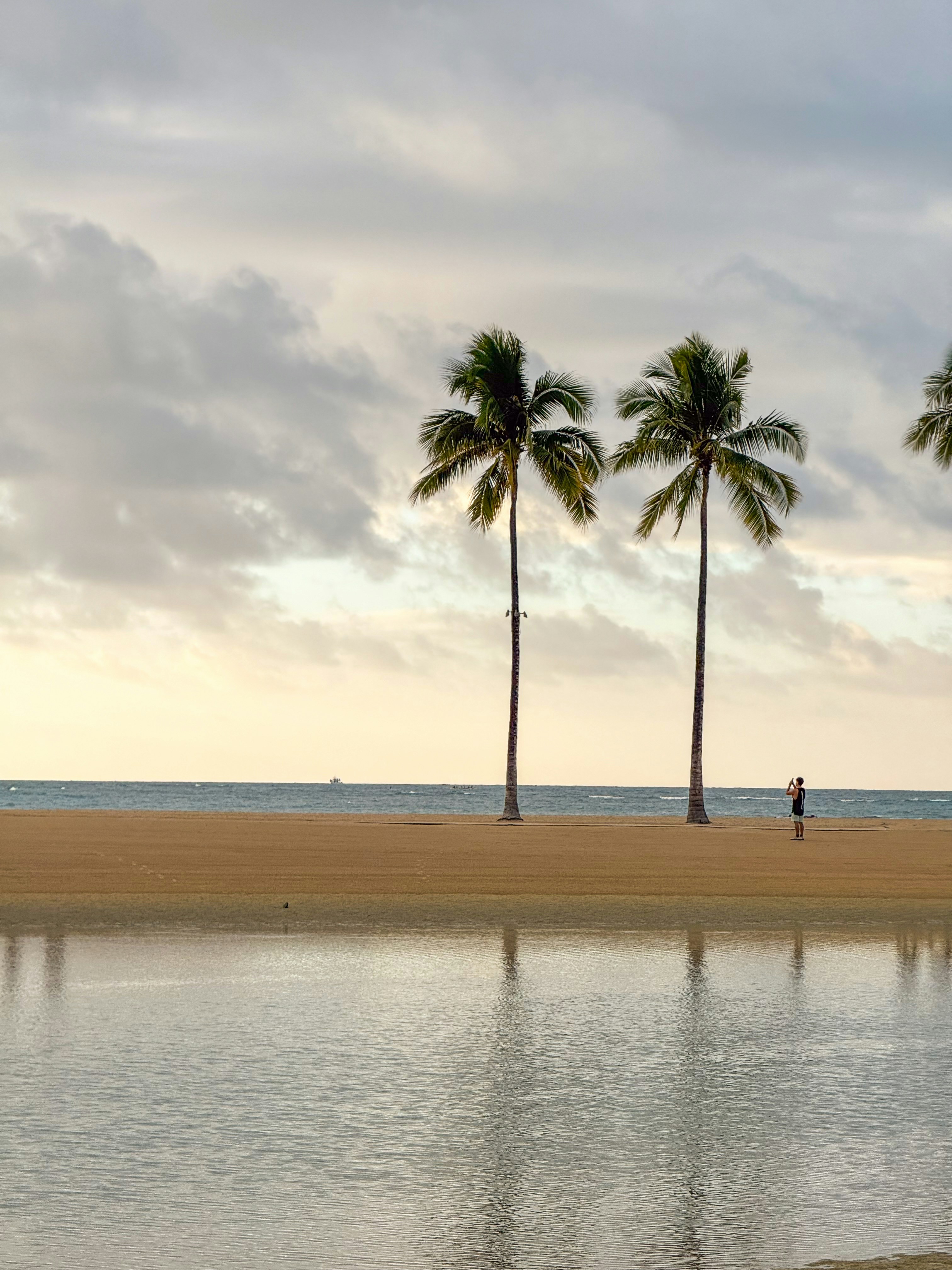 A person taking a photo on a sandy beach with two palm trees