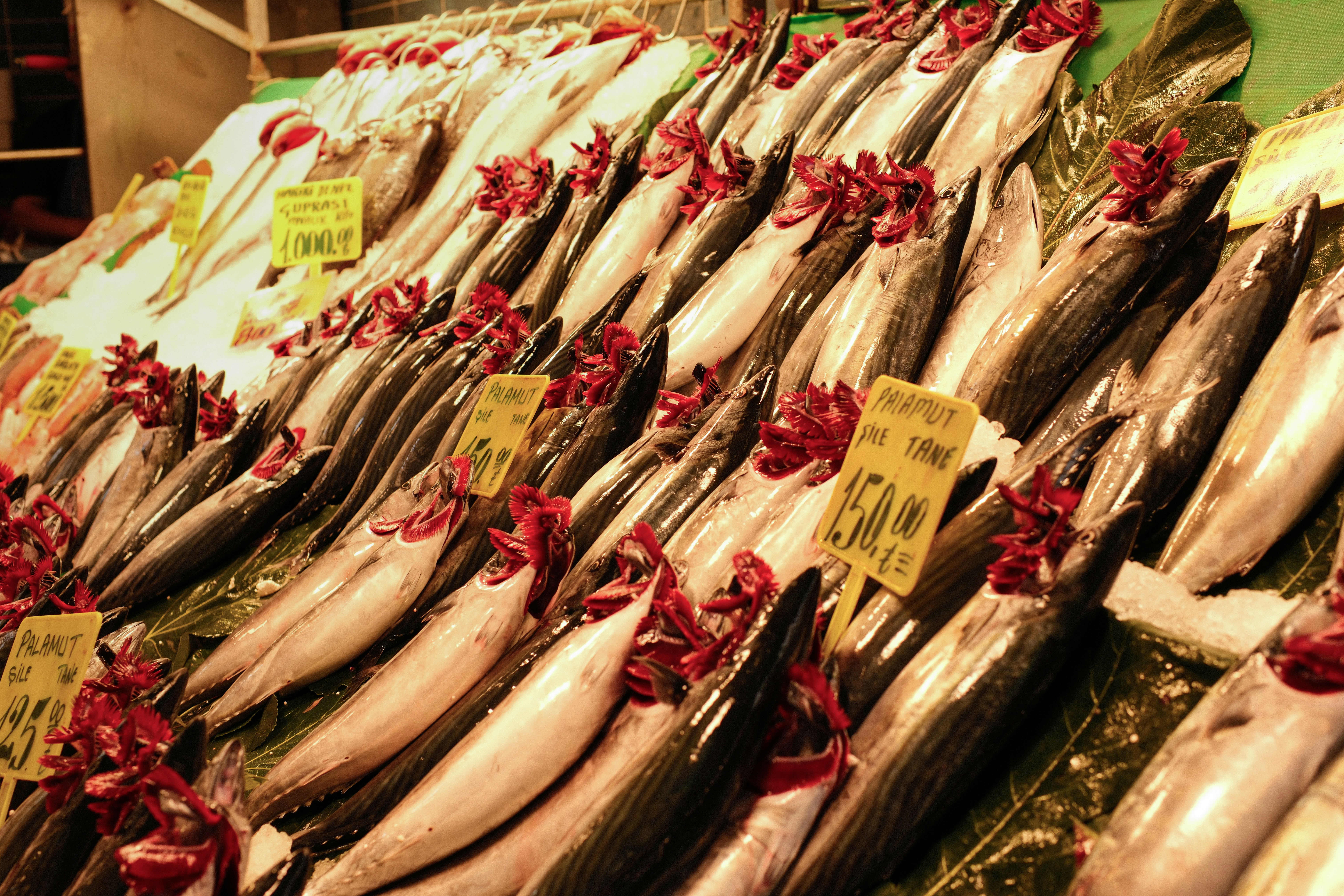 Rows of fresh palamut, Black Sea bonito, laid on green leaves at an Istanbul fish stall, their red gills folded out to show freshness, with yellow price tags in Turkish lira