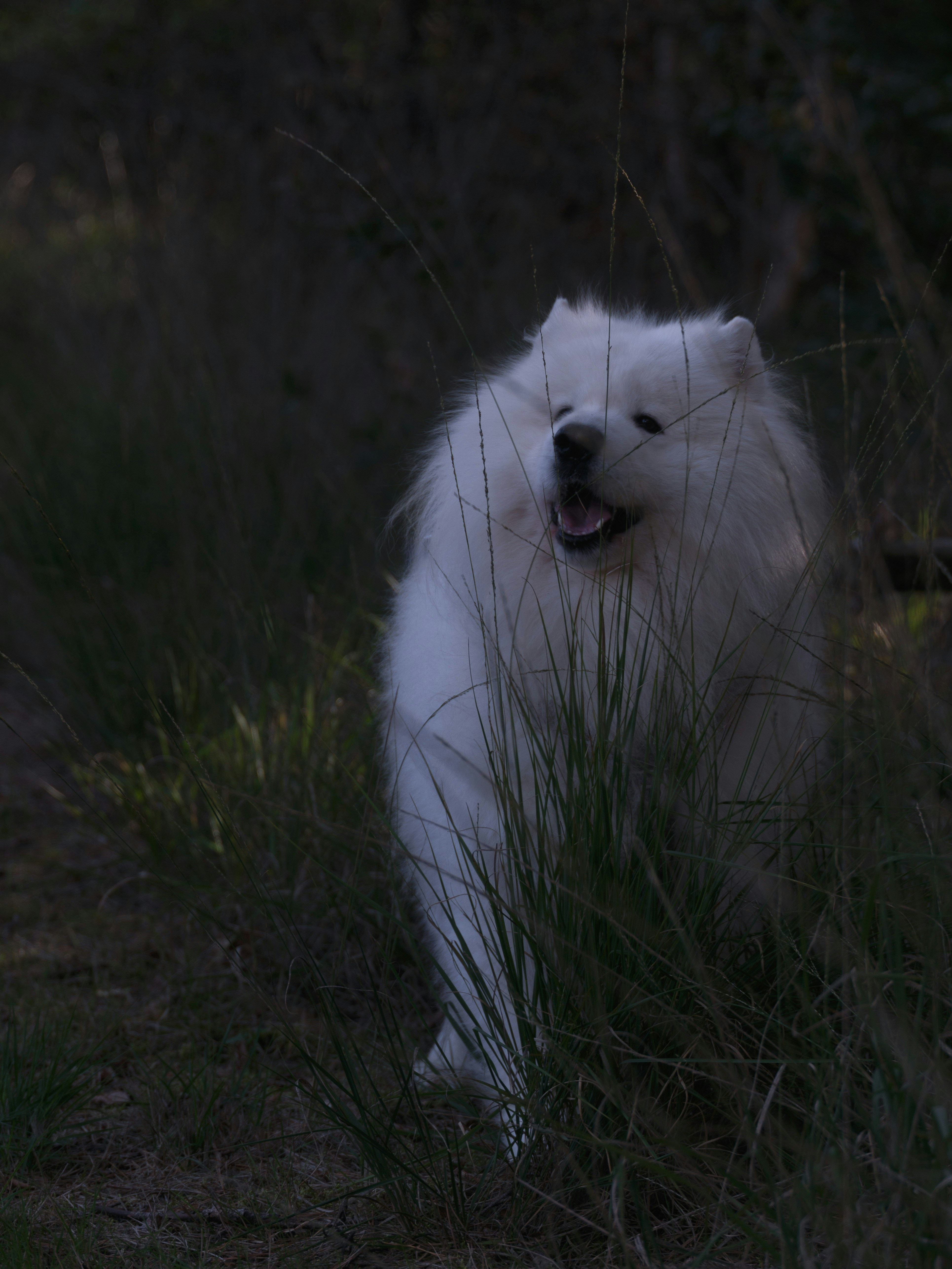 Perro samoiedo blanco en hierba alta - Foto gratuita en Unsplash