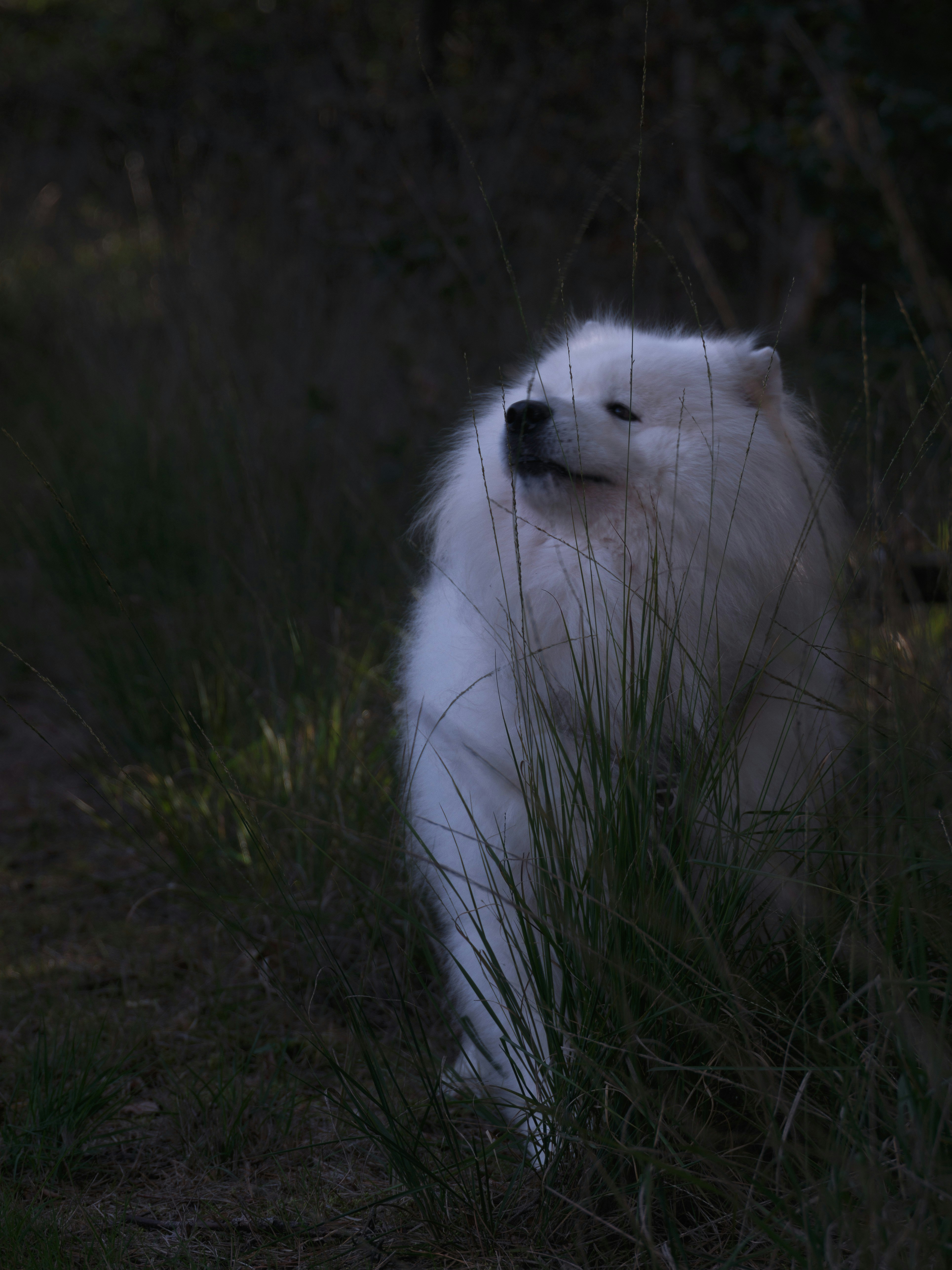 Perro samoyedo en hierba alta - Foto gratuita en Unsplash