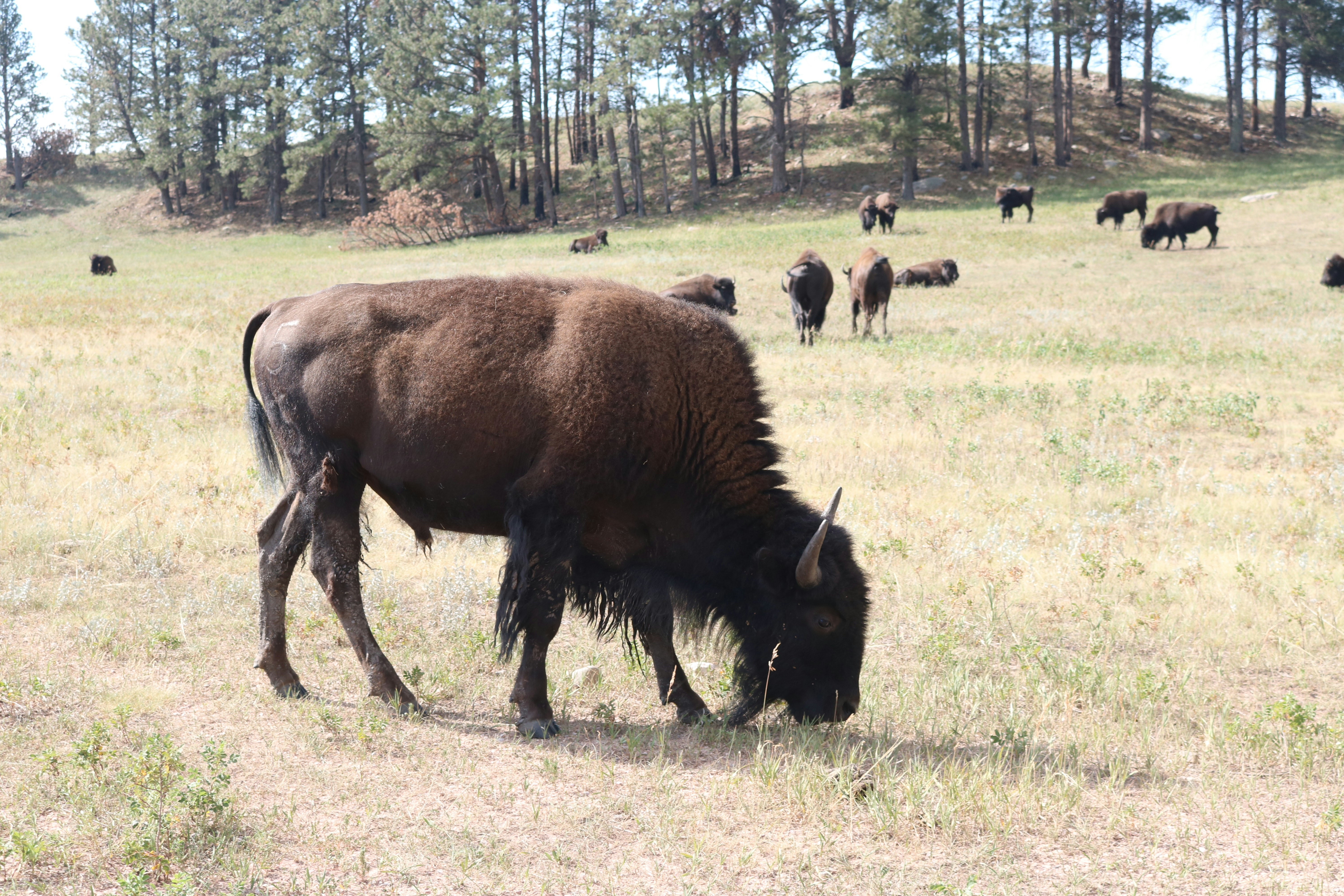 Bison Do Not Simply Follow Spring. They Help Create It.