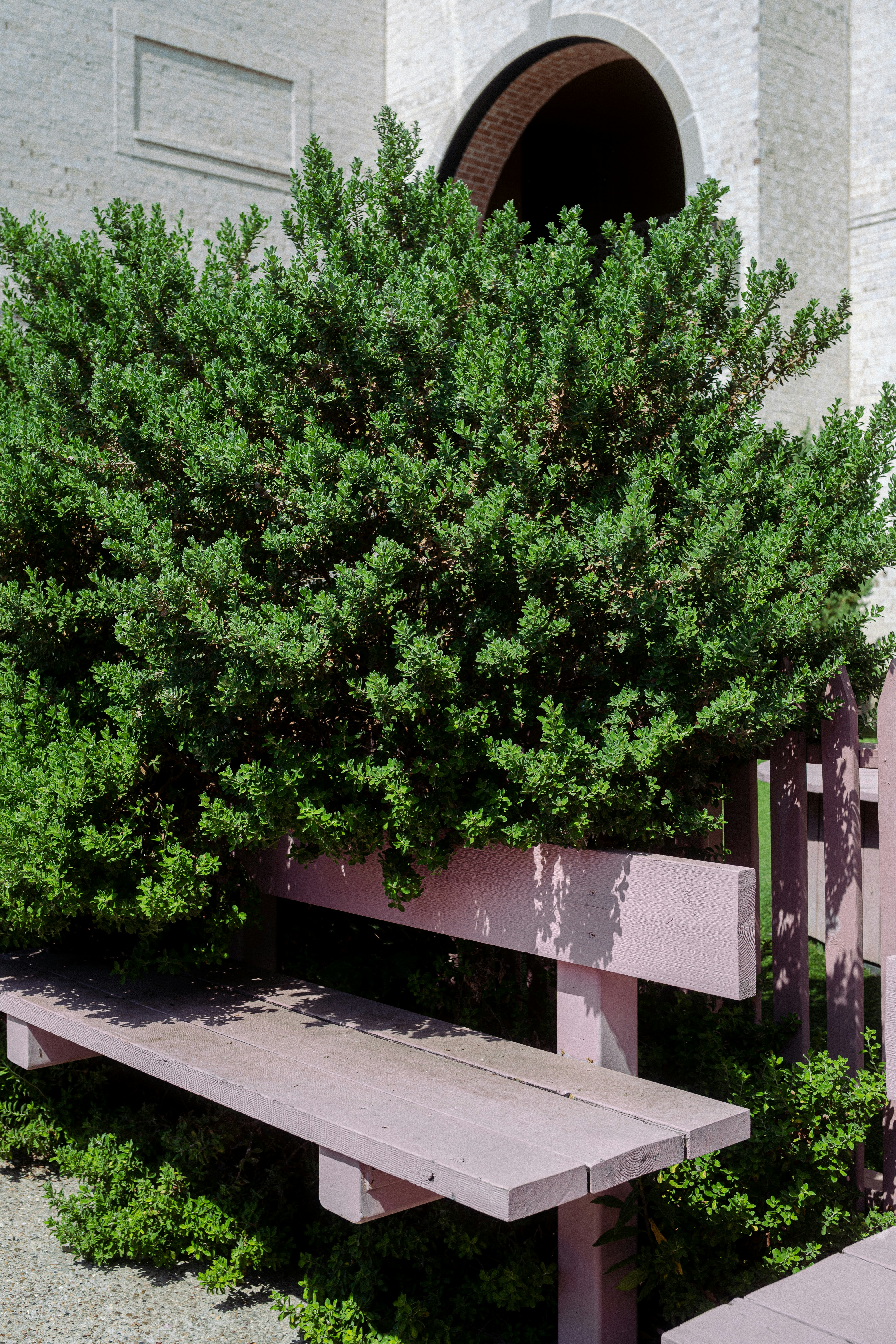 Eine rosa Holzbank vor einem großen grünen Busch