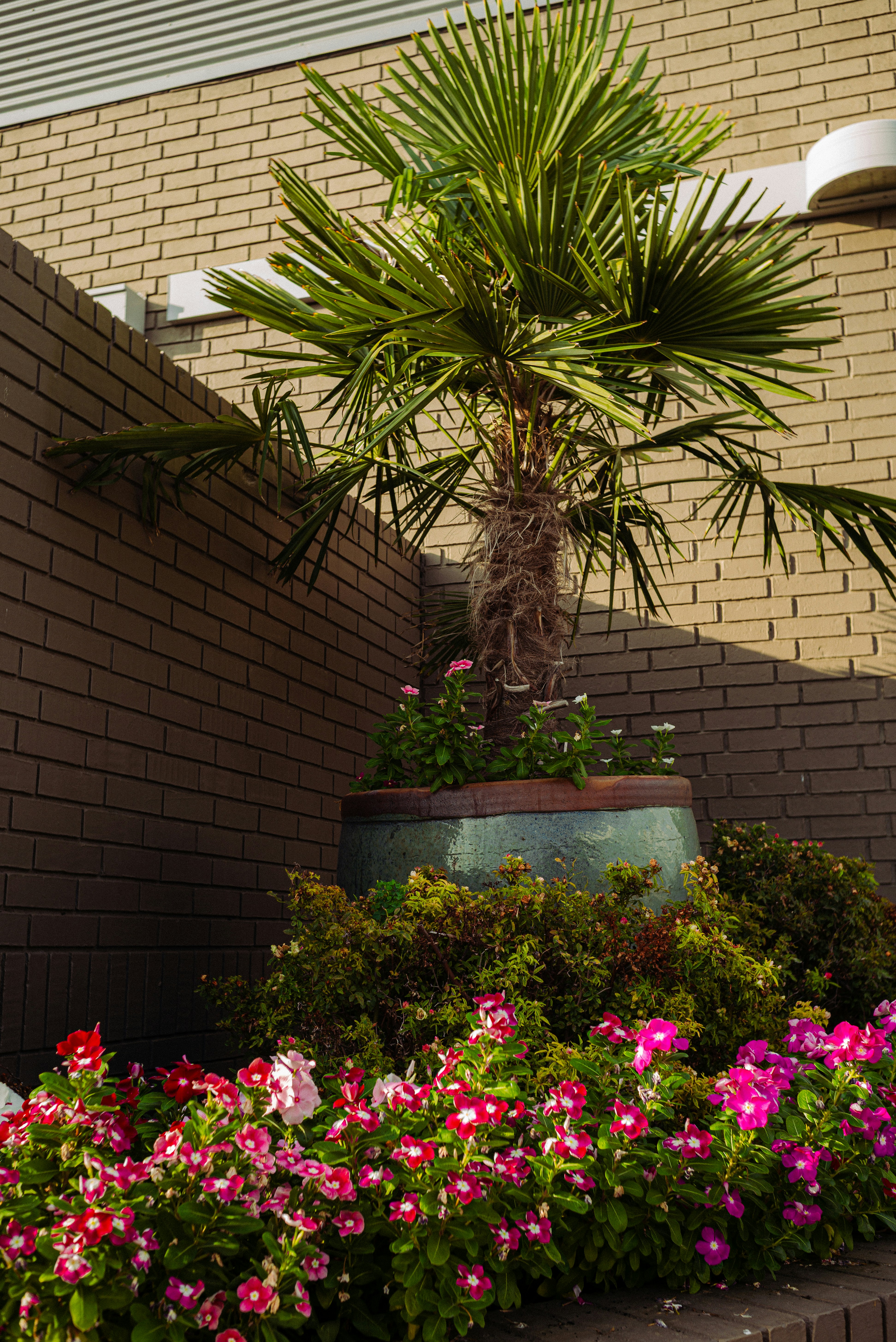 Eine Palme in einem großen Keramiktopf, umgeben von rosa Blumen an Backsteinwänden