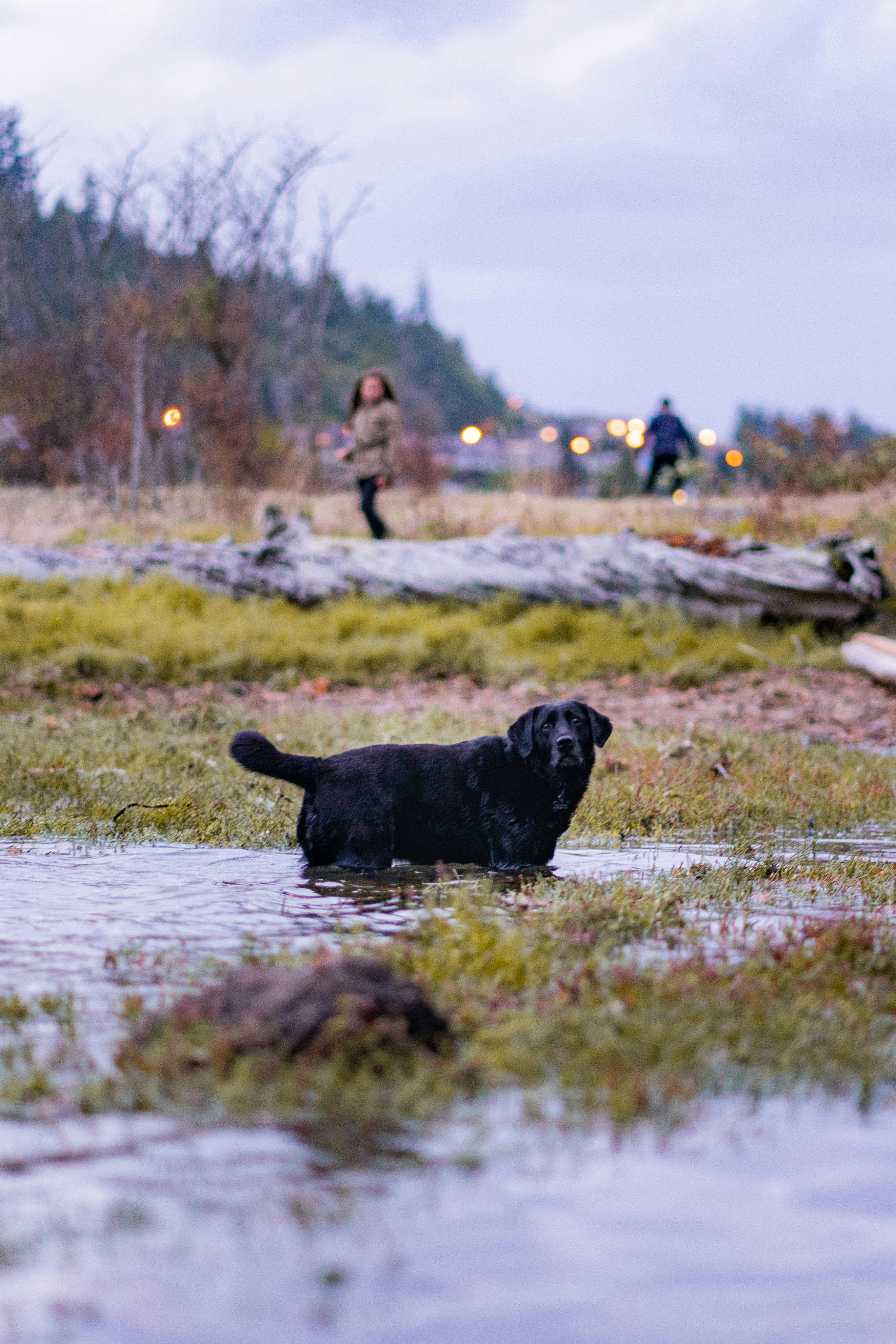 A black Labrador standing in a shallow pool of water in a grassy field