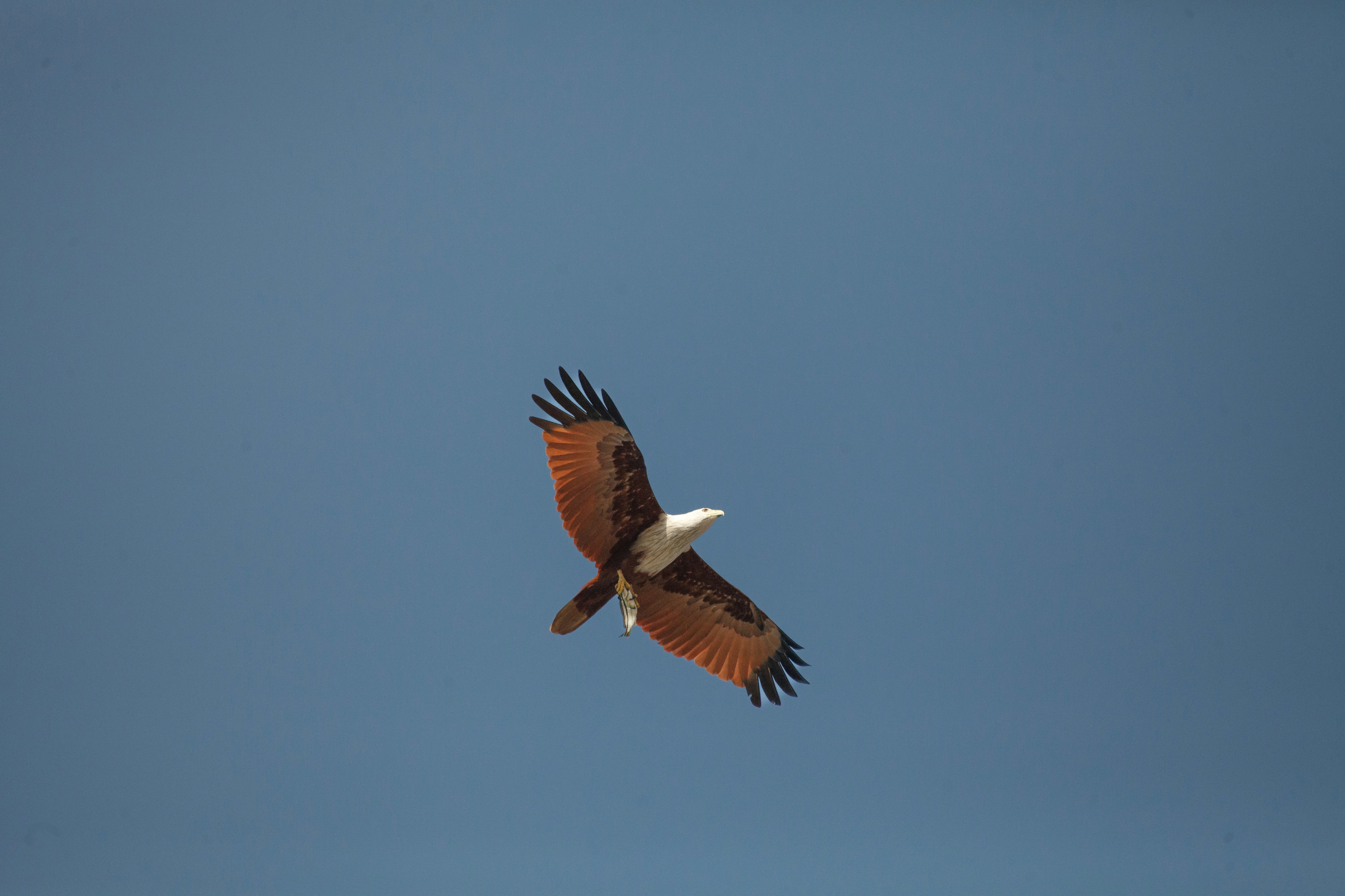 A brahminy kite flying in a clear blue sky with a fish