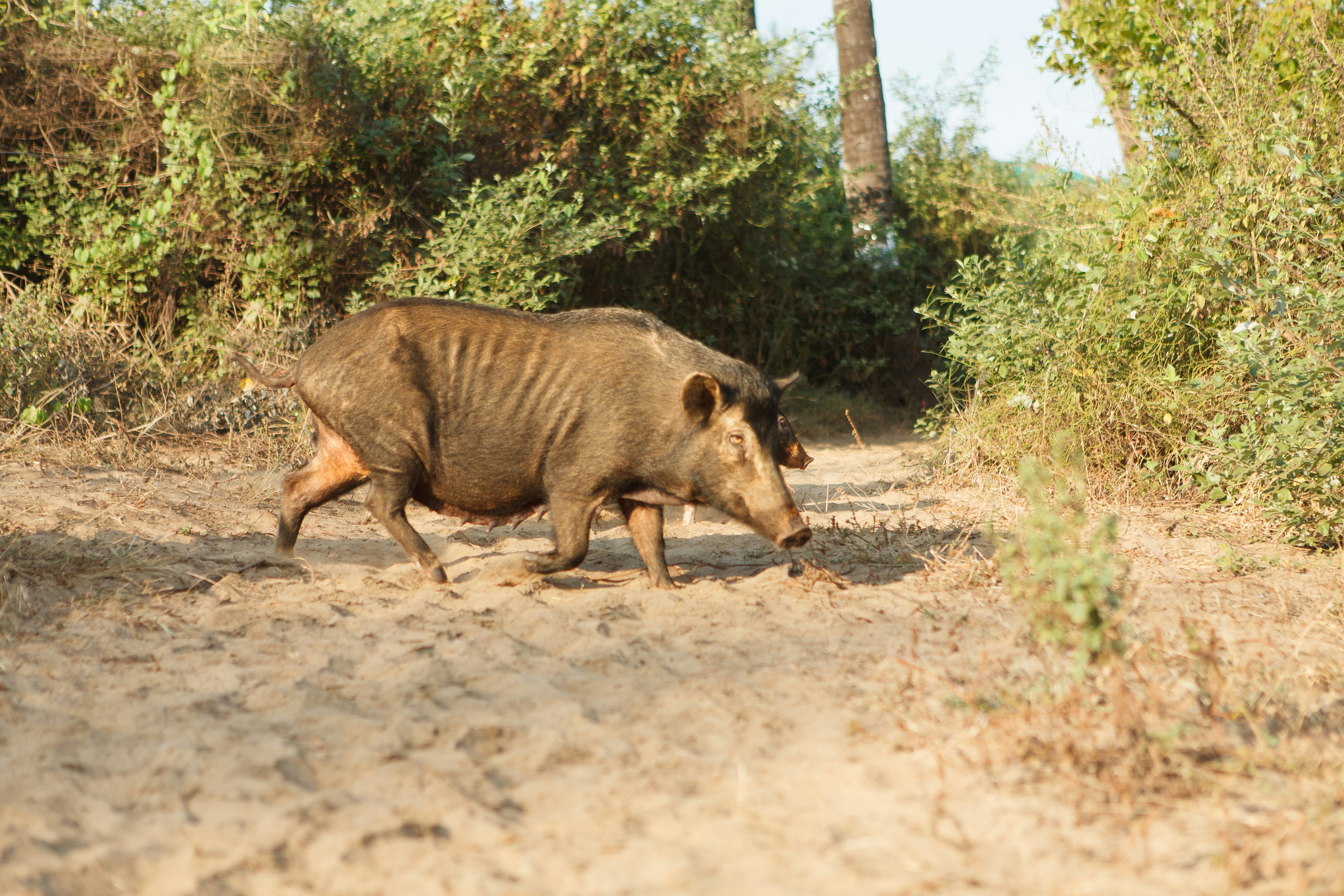 A dark brown wild boar walking on a sandy path near green bushes