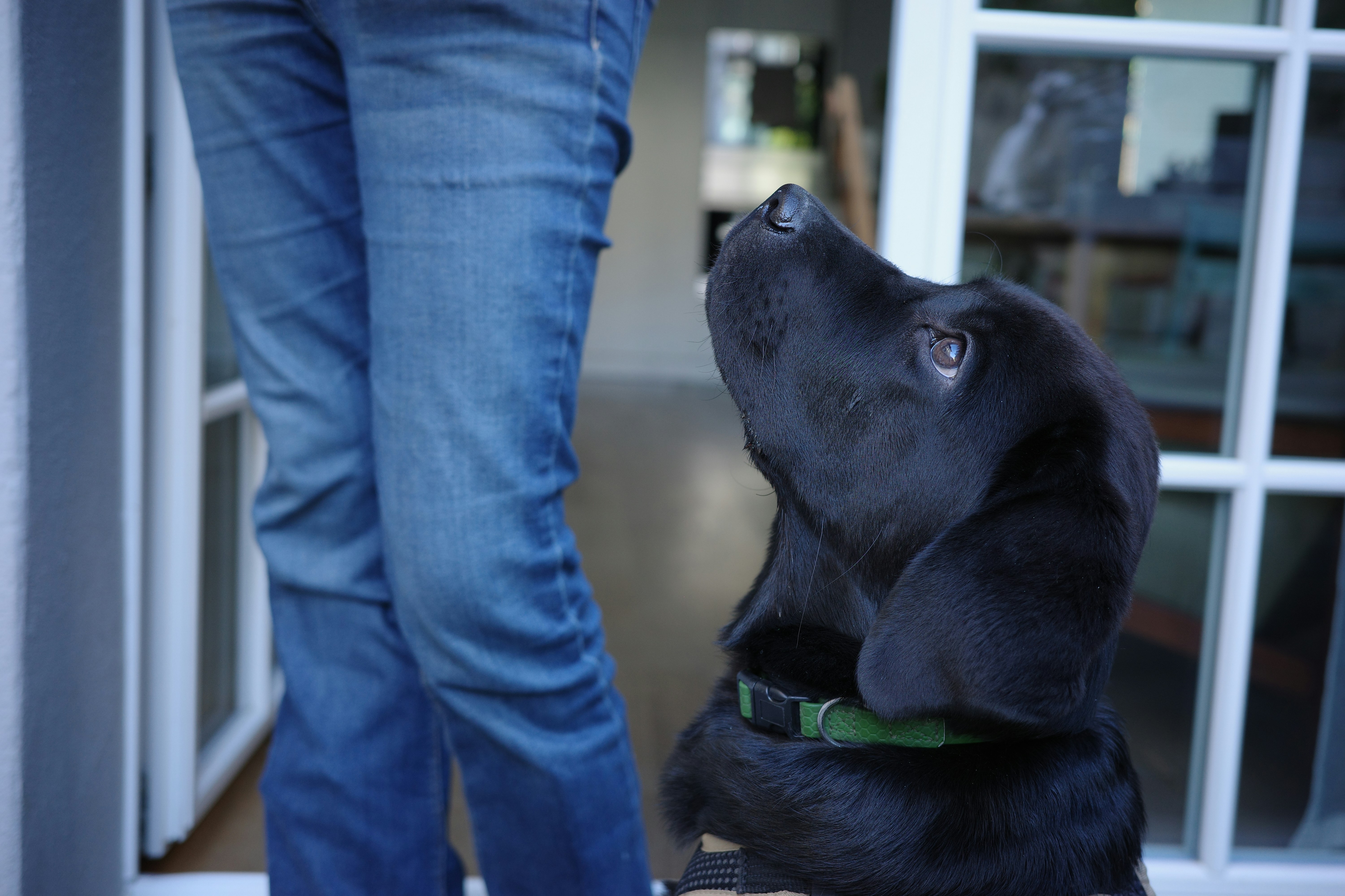 A black Labrador puppy in a green collar looking up at a person