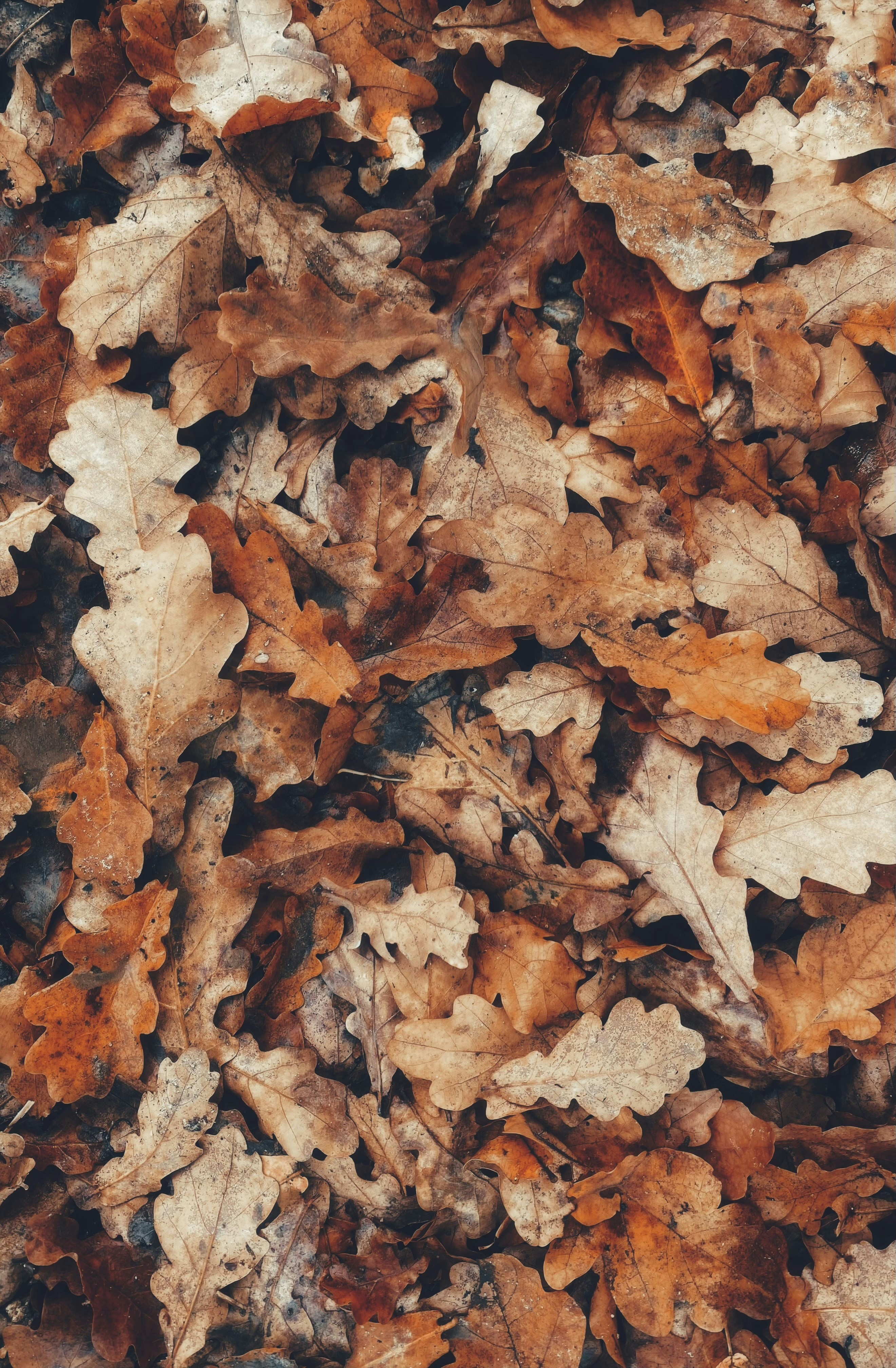 A dense layer of dried brown oak leaves covering the ground in autumn