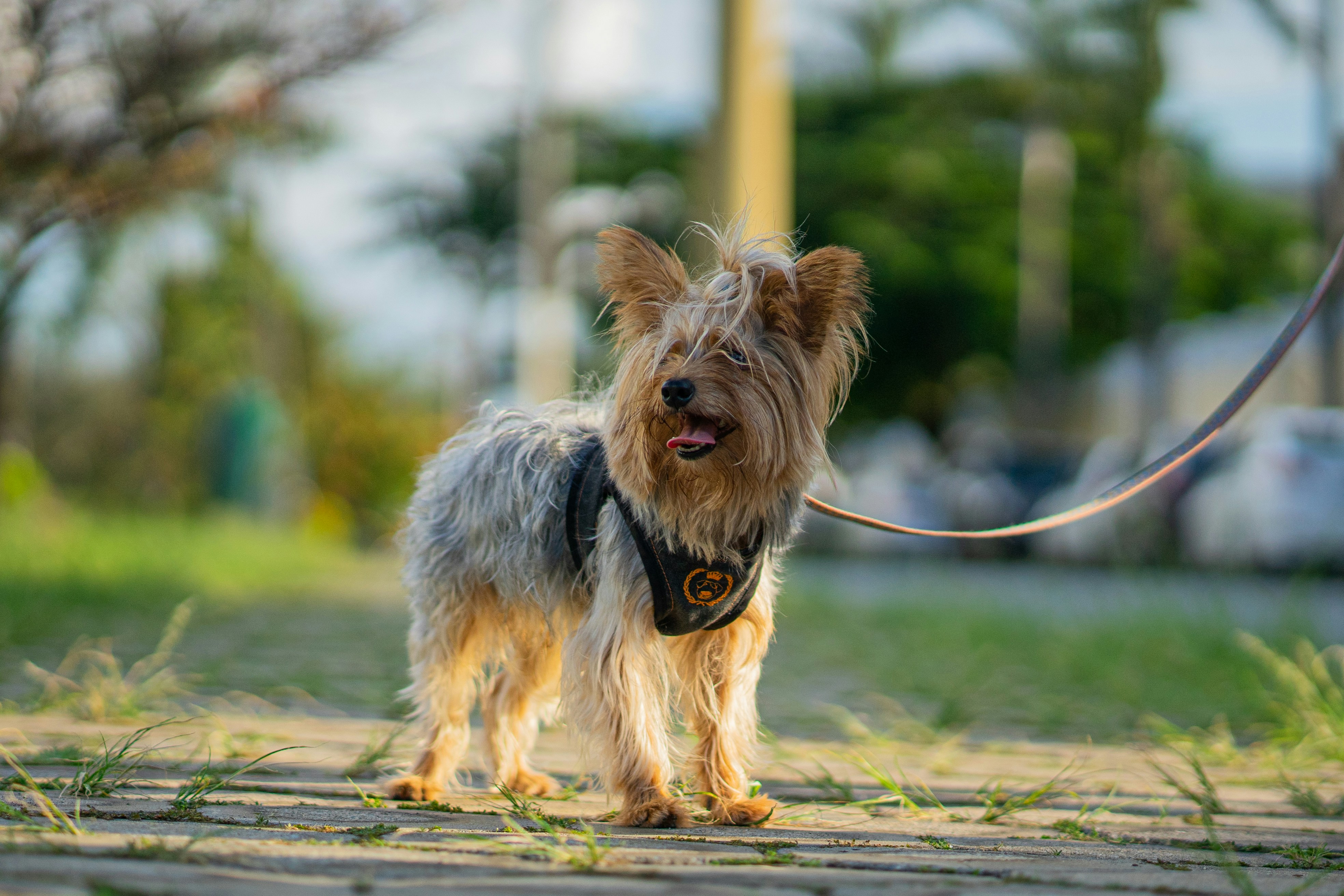Yorkshire terrier on a leash in a sunny park