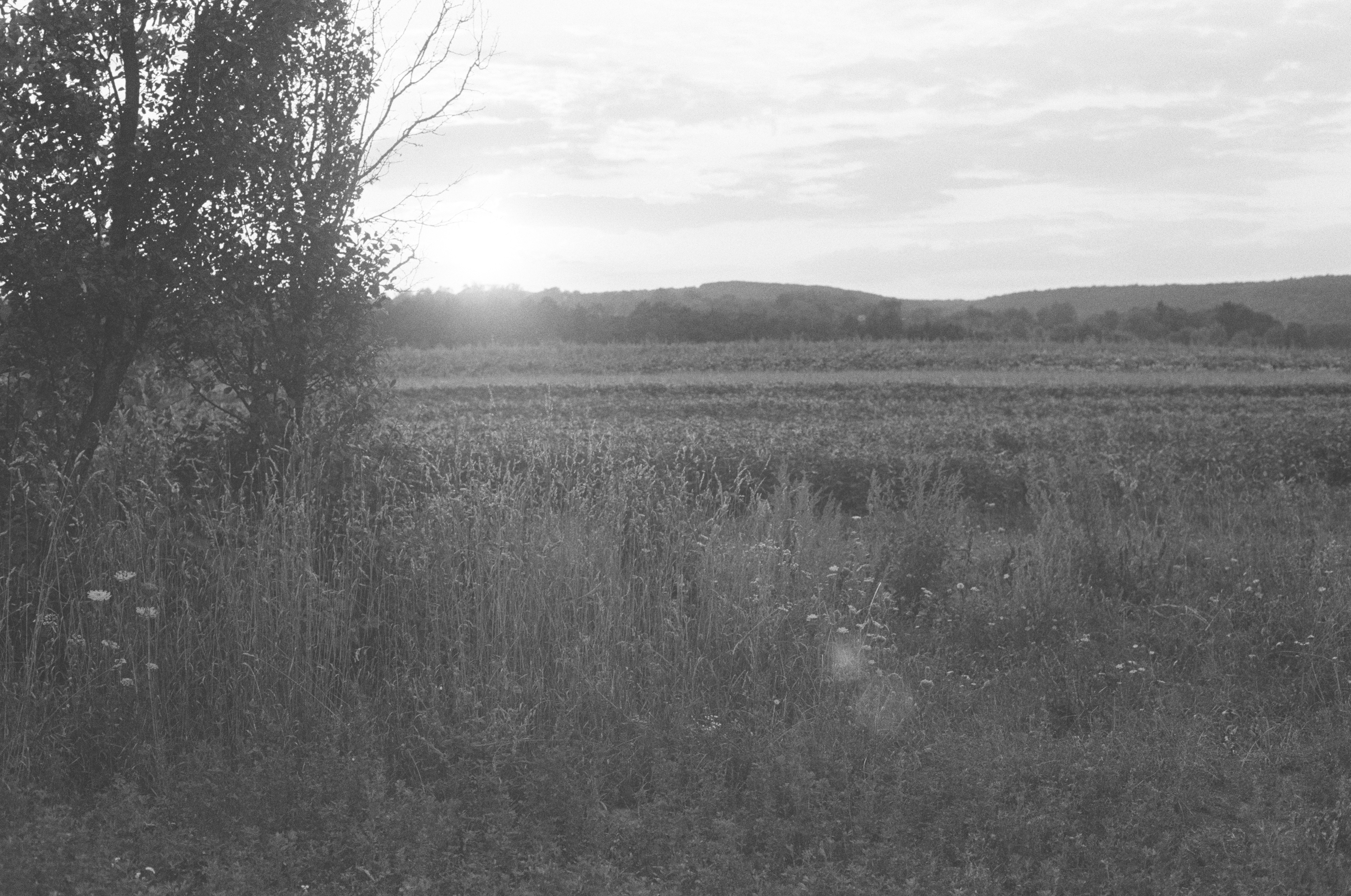 A tree beside a field of tall grass under a low sun