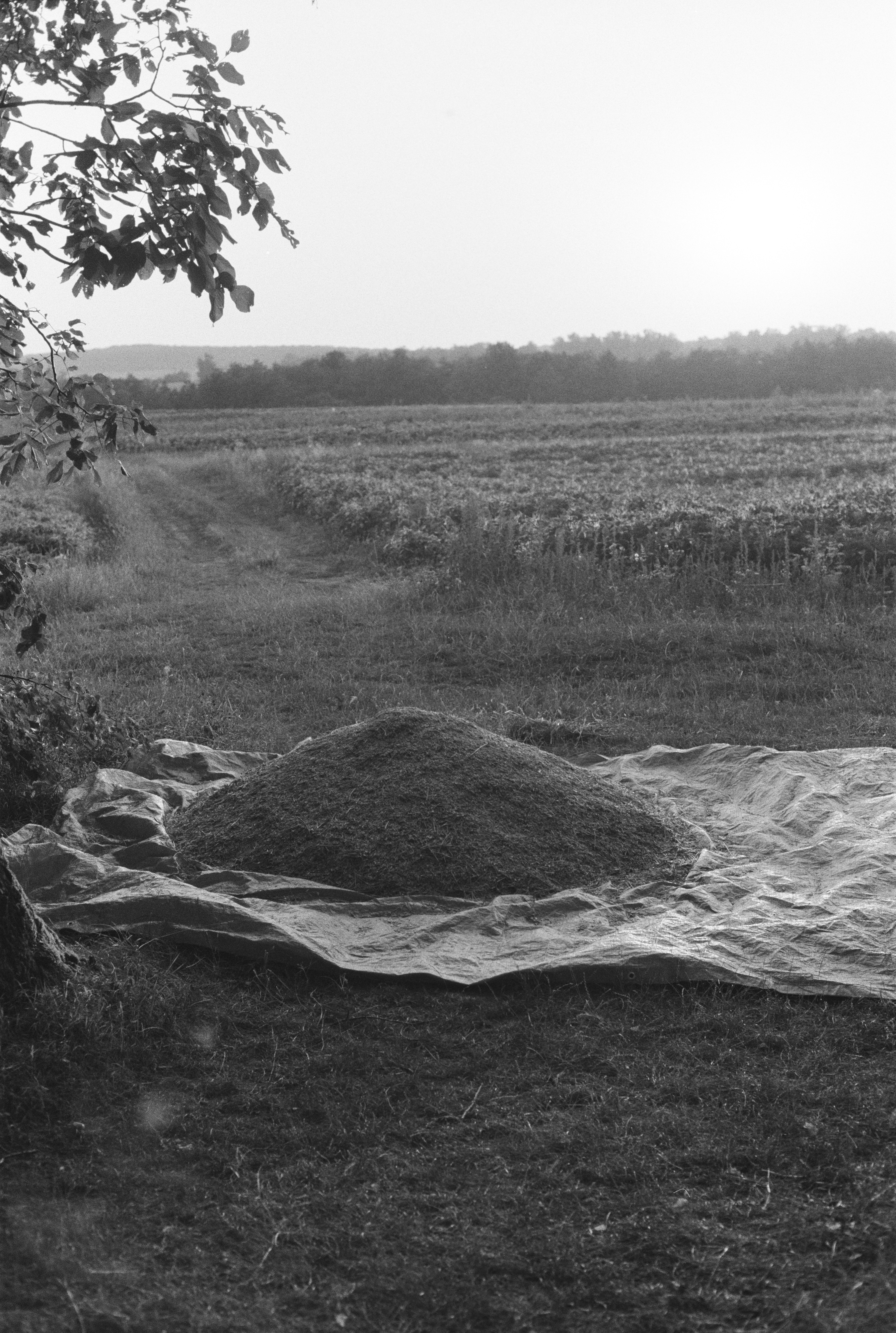 A pile of harvested hay on a plastic tarp in a grassy field