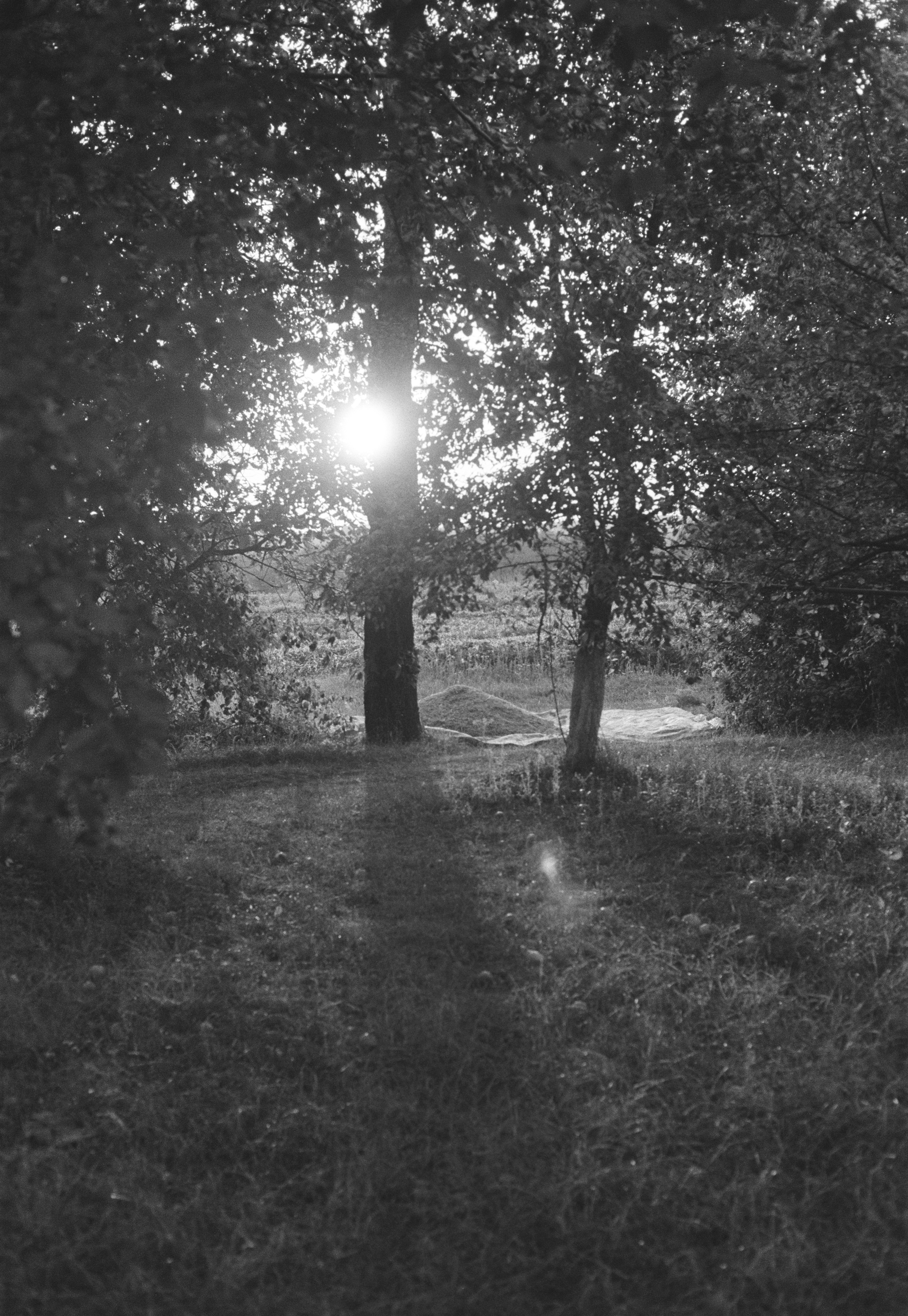 Low sun glowing through trees in a grassy field with a small mound