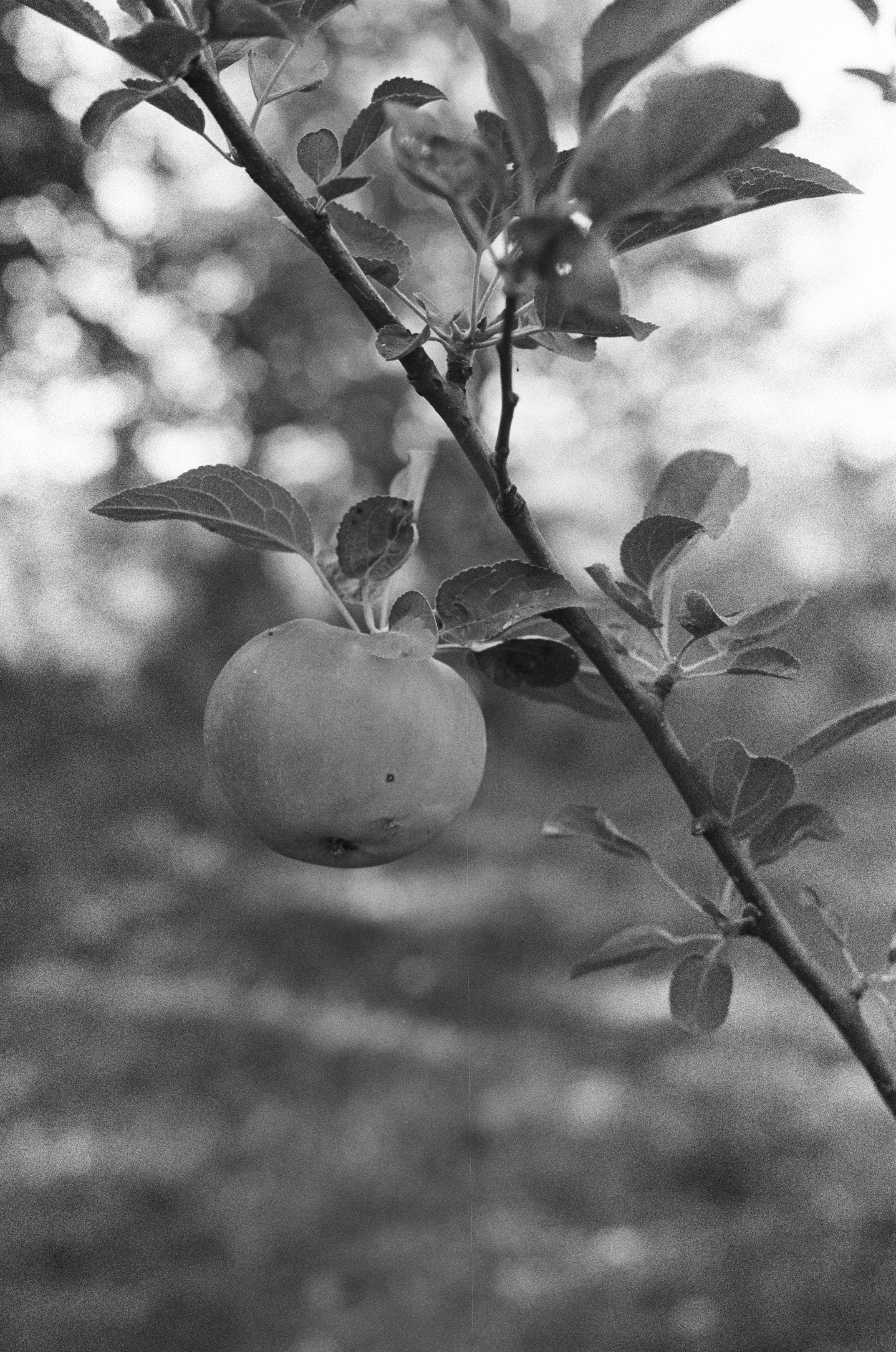 A single apple hanging from a leafy branch in black and white