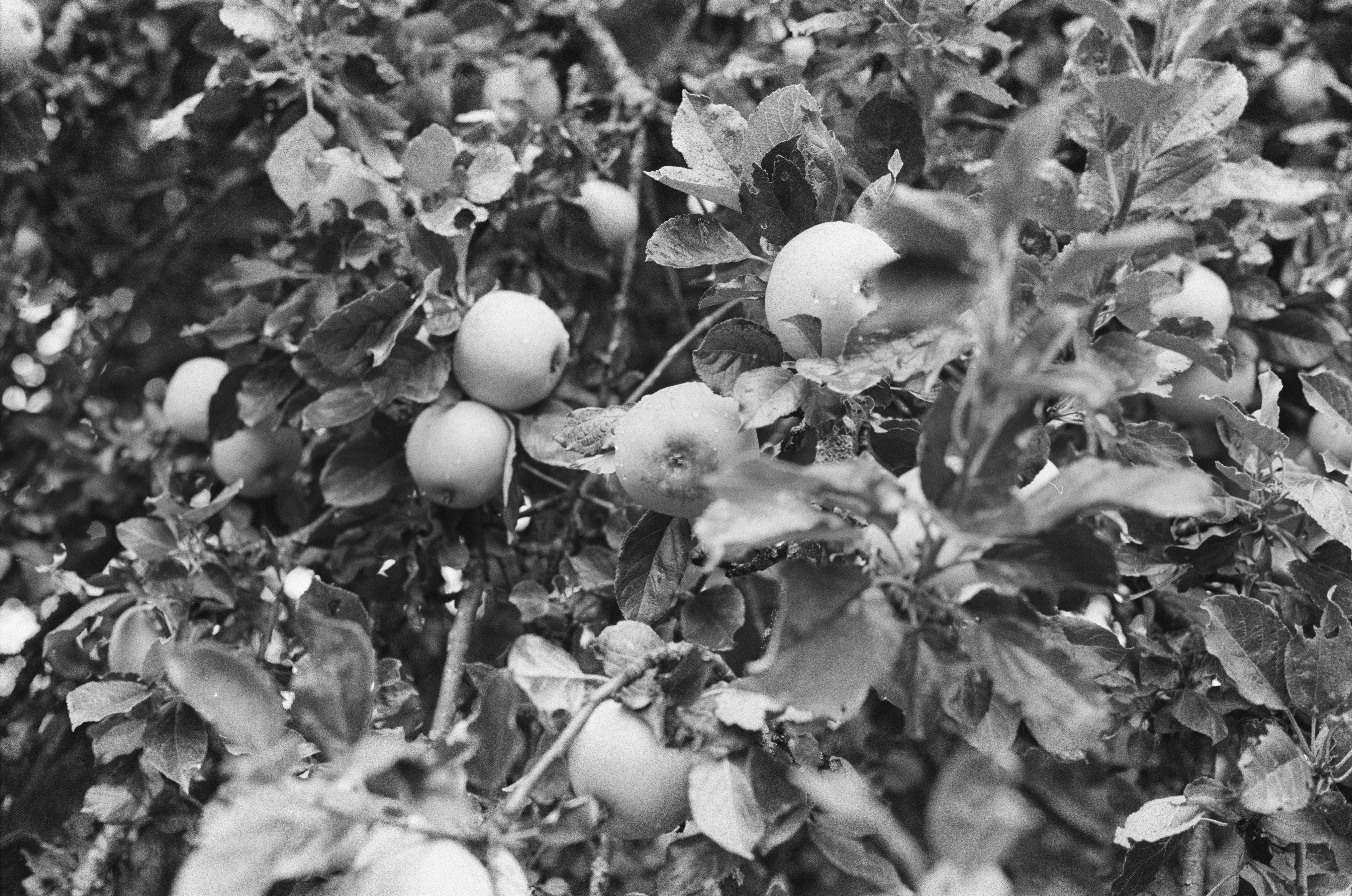 Apples hanging from the branches of a leafy tree in black and white