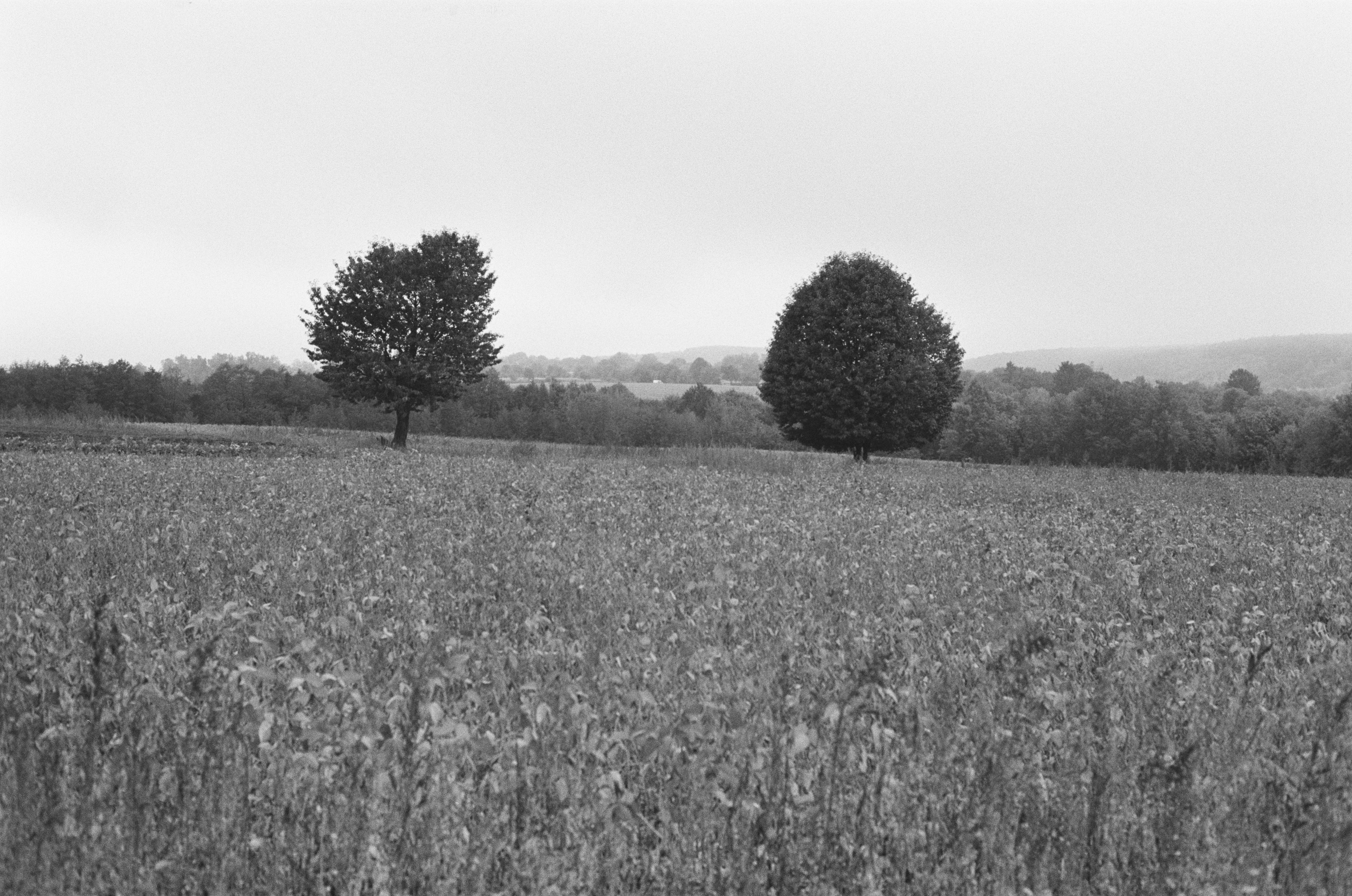 Two trees in a grassy field under a grey overcast sky