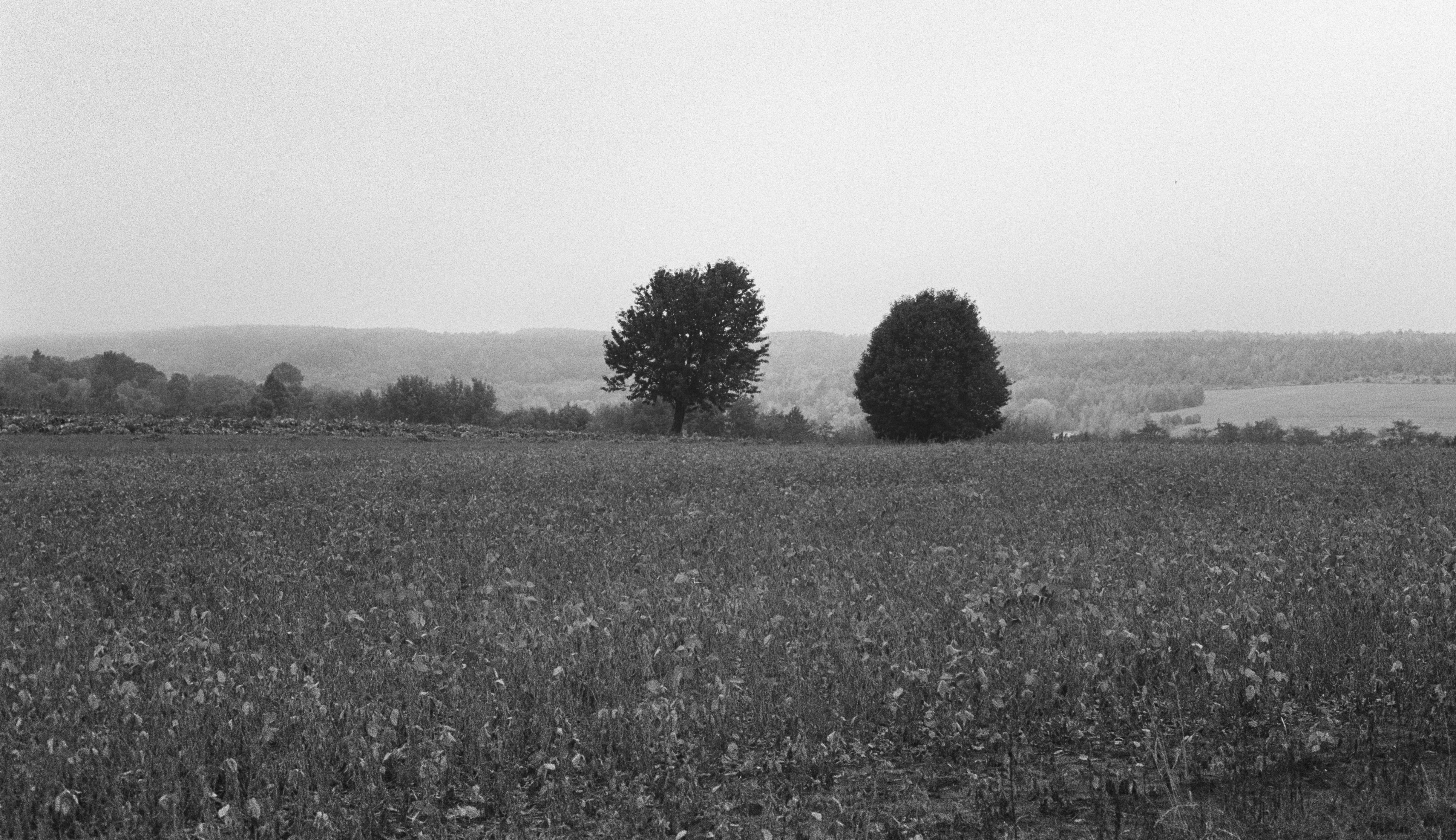 Two trees in a vast field under a hazy sky