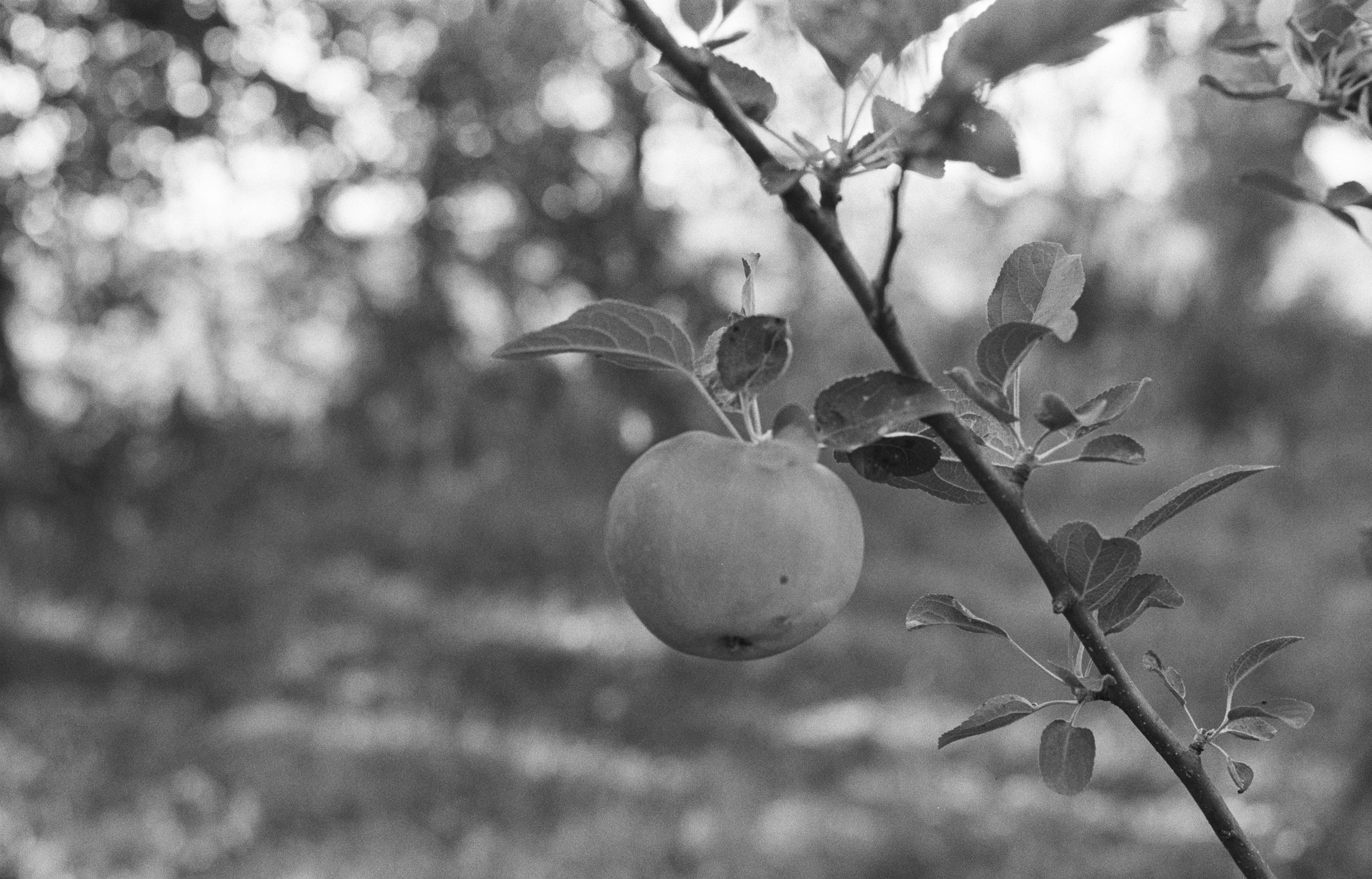A single apple hanging from a branch in a black and white orchard