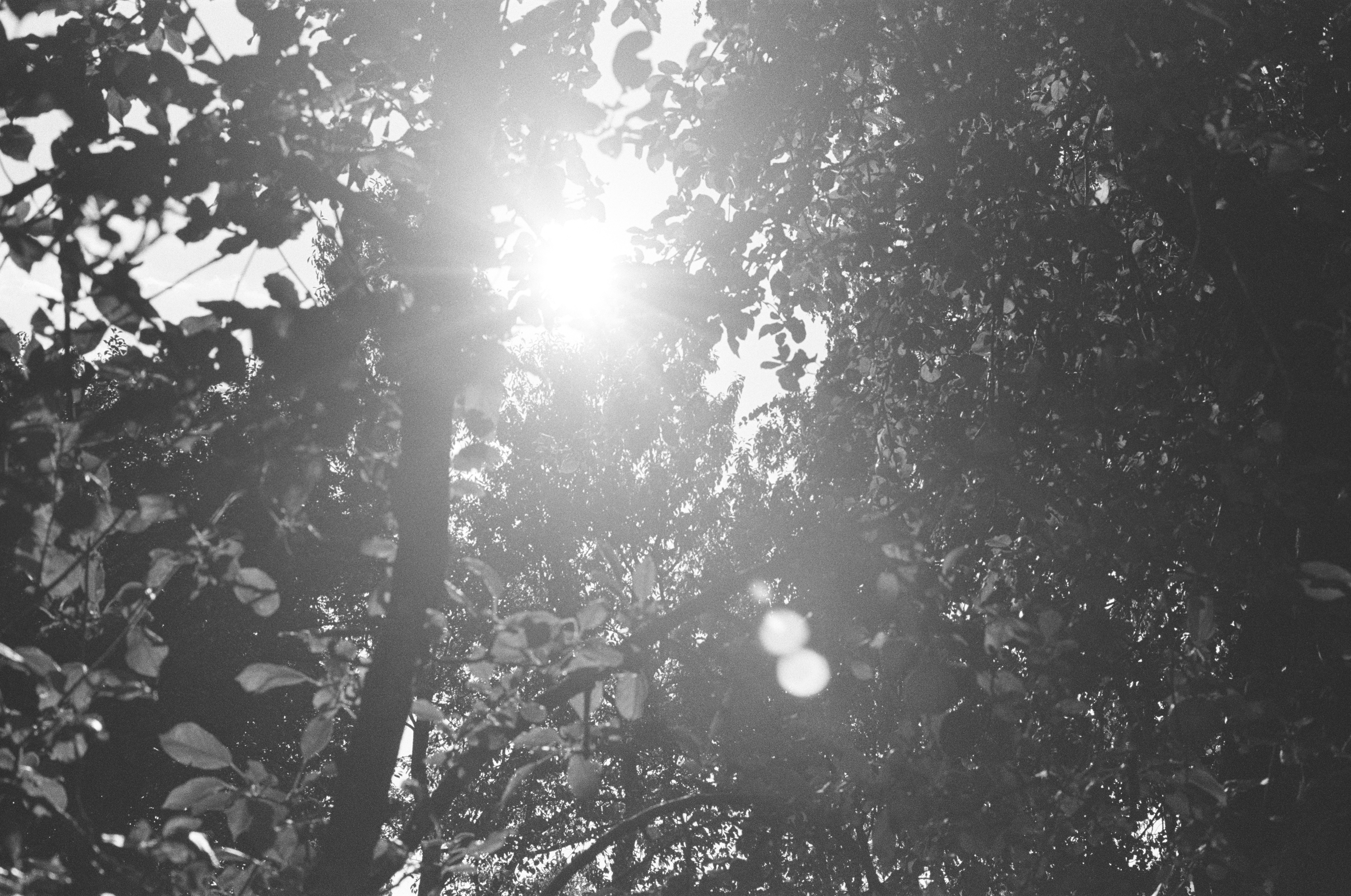 Sunlight filtering through the dense canopy of a leafy tree in black and white