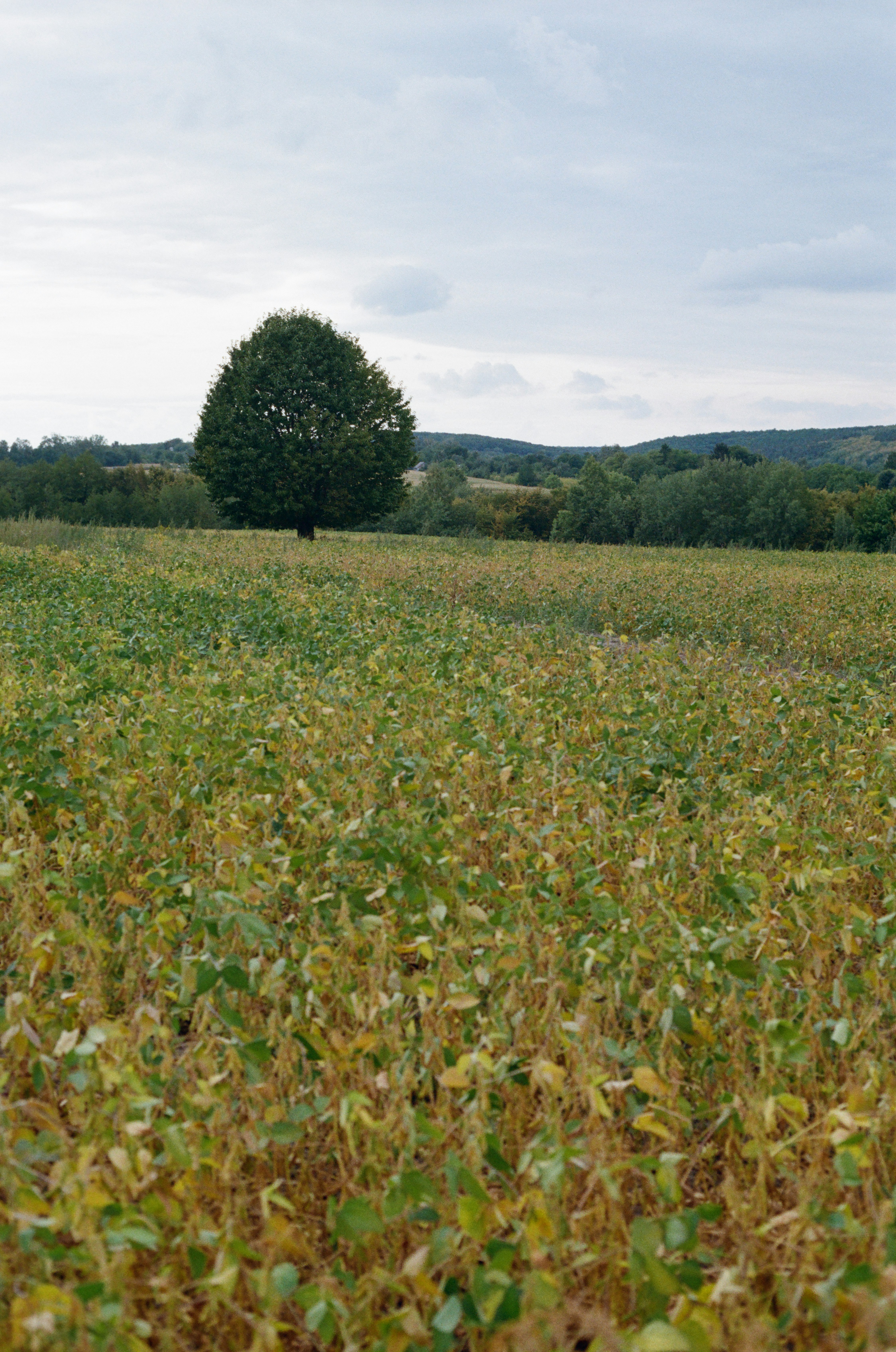 A lone tree in a field of crops under a cloudy sky