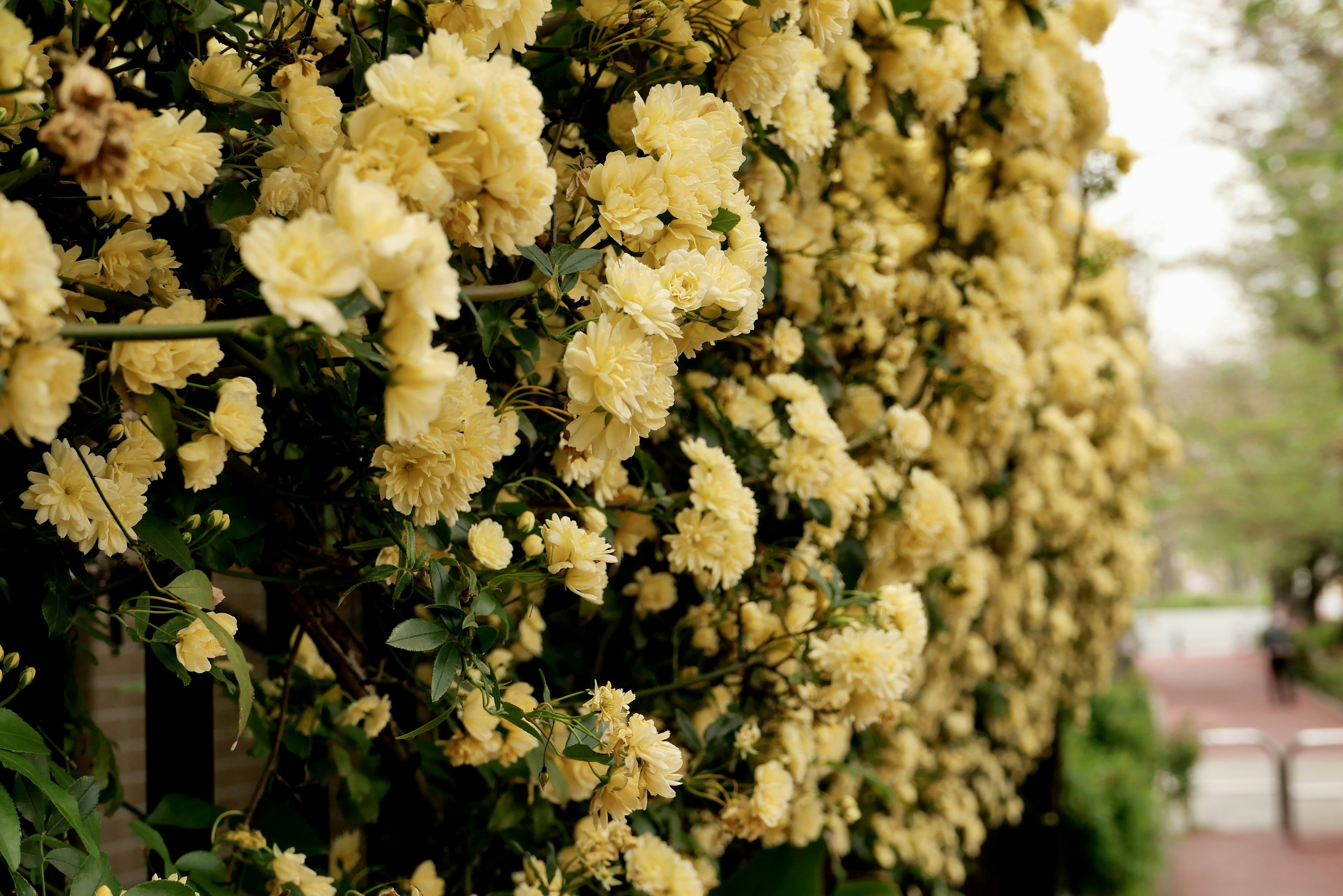 Un muro denso de pequeñas rosas amarillas floreciendo en una valla de jardín