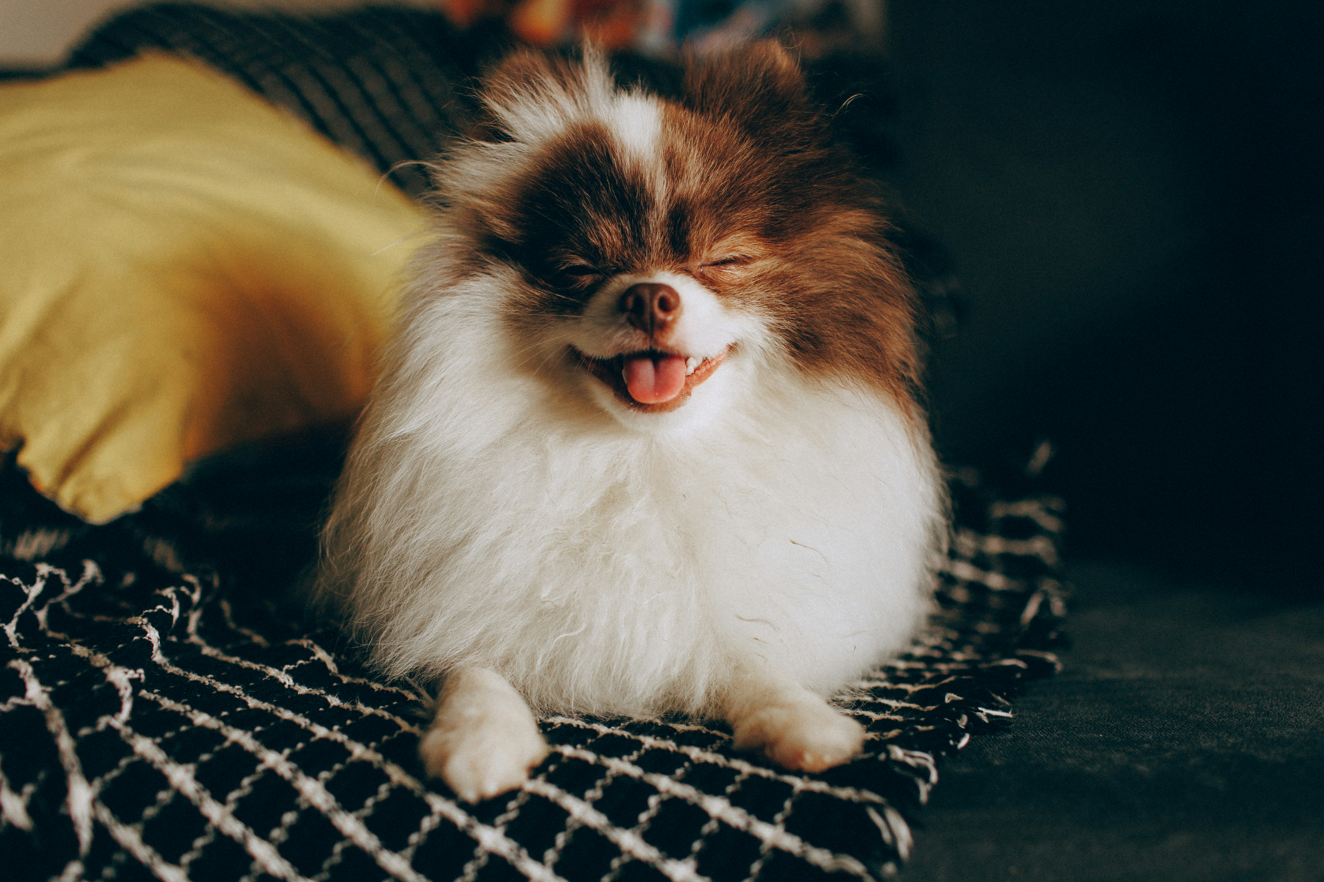 A brown and white Pomeranian dog with eyes closed and tongue out on a blanket