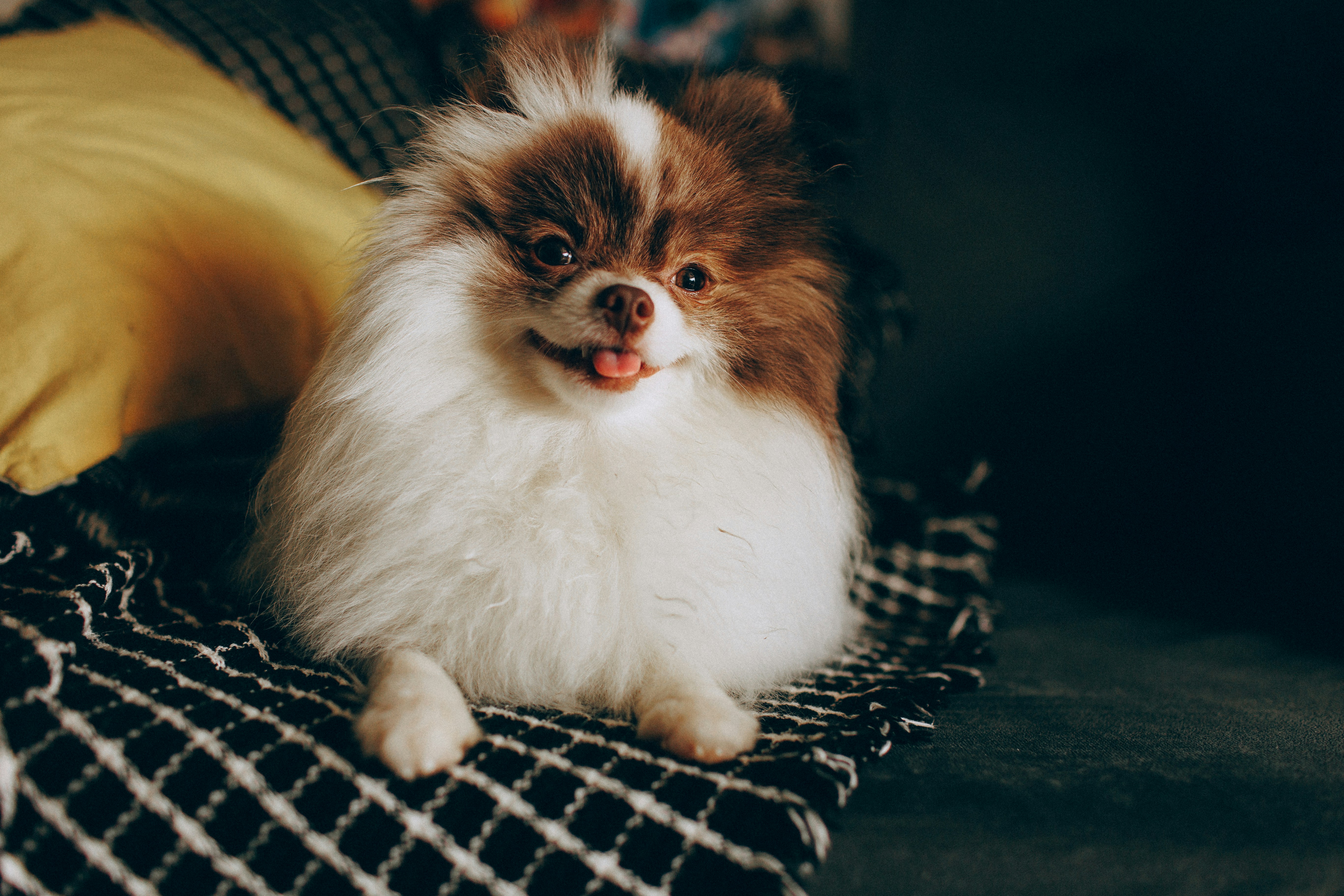 A fluffy brown and white Pomeranian dog with its tongue out on a blanket