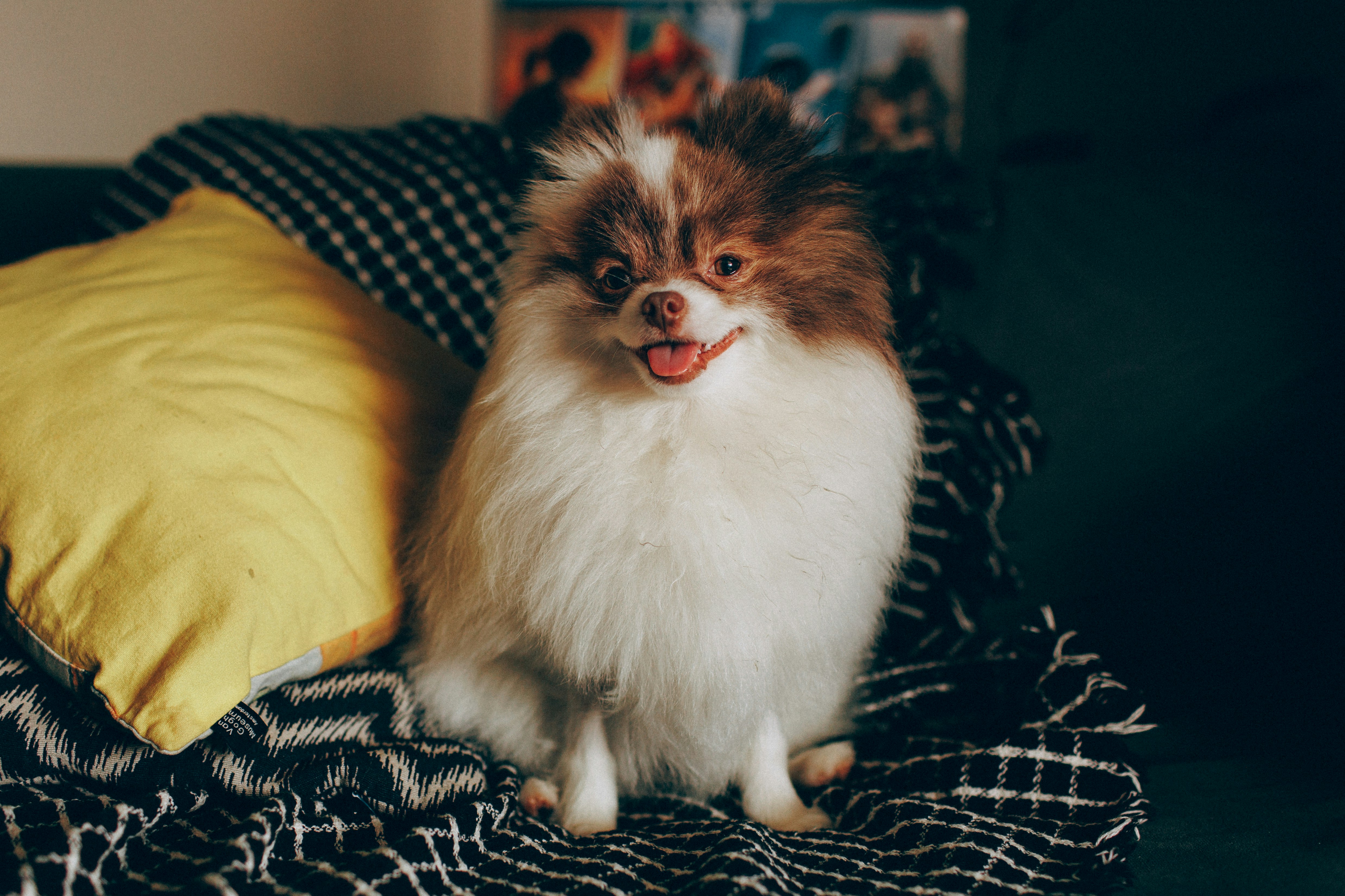 A small fluffy Pomeranian dog sitting on a dark blanket beside a yellow pillow