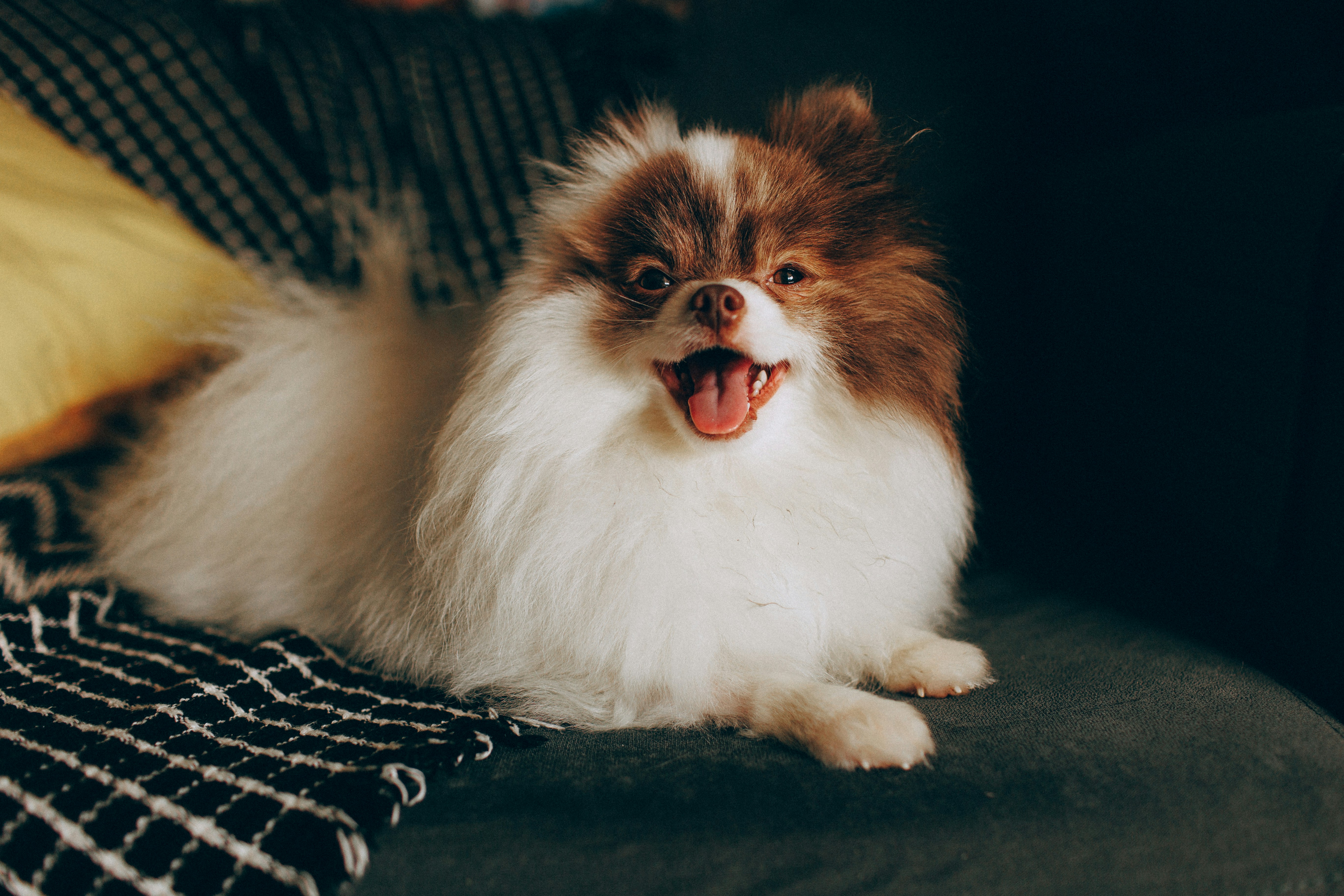 A brown and white Pomeranian dog with an open mouth on a dark sofa