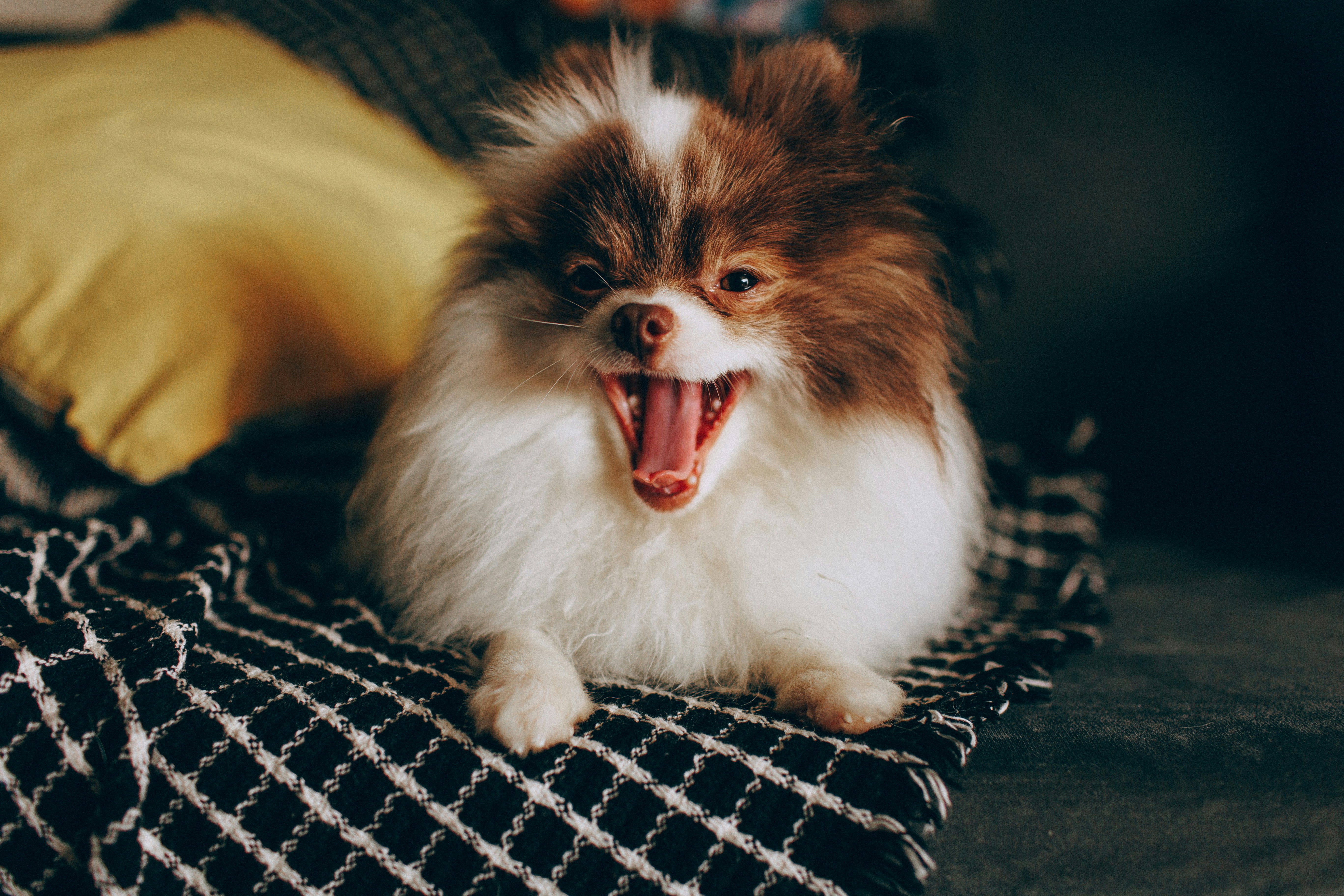 A brown and white Pomeranian dog yawning on a black and white blanket