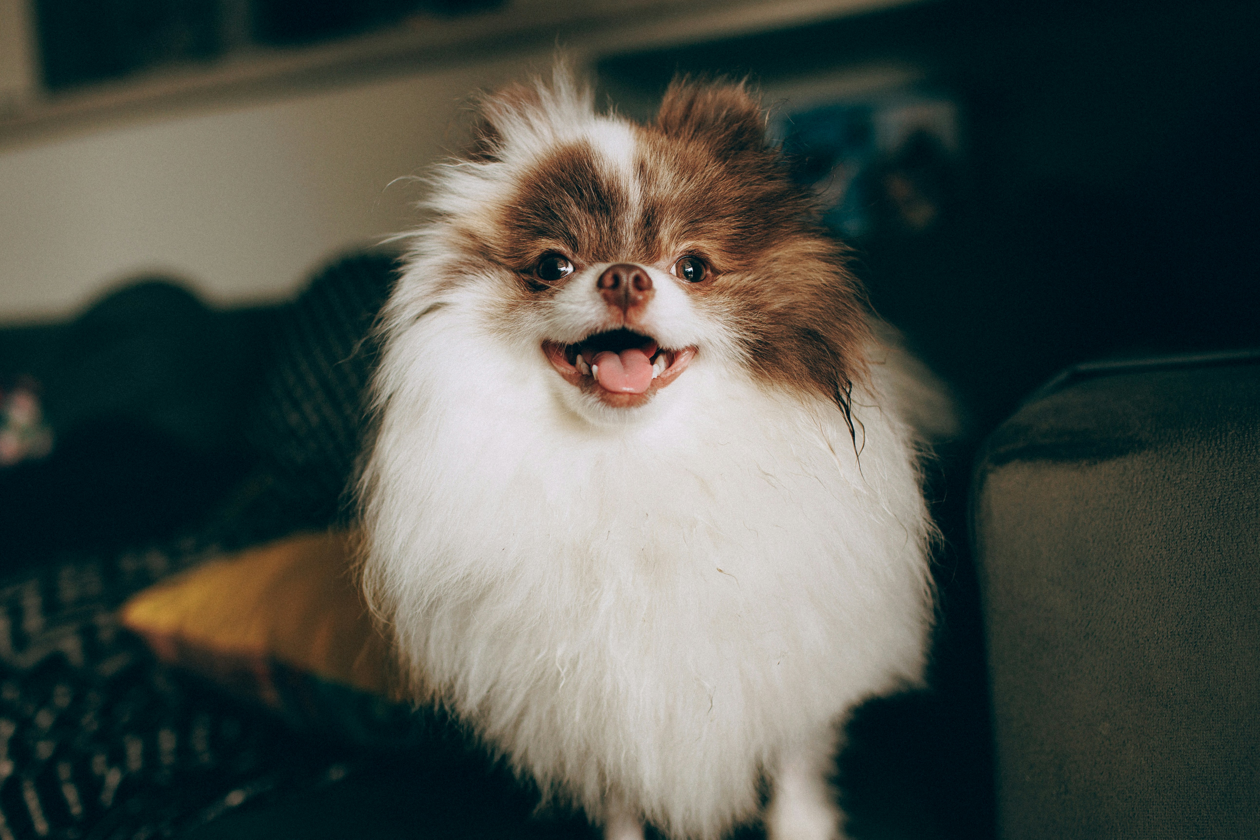 A fluffy white and brown Pomeranian dog with its mouth open on a sofa