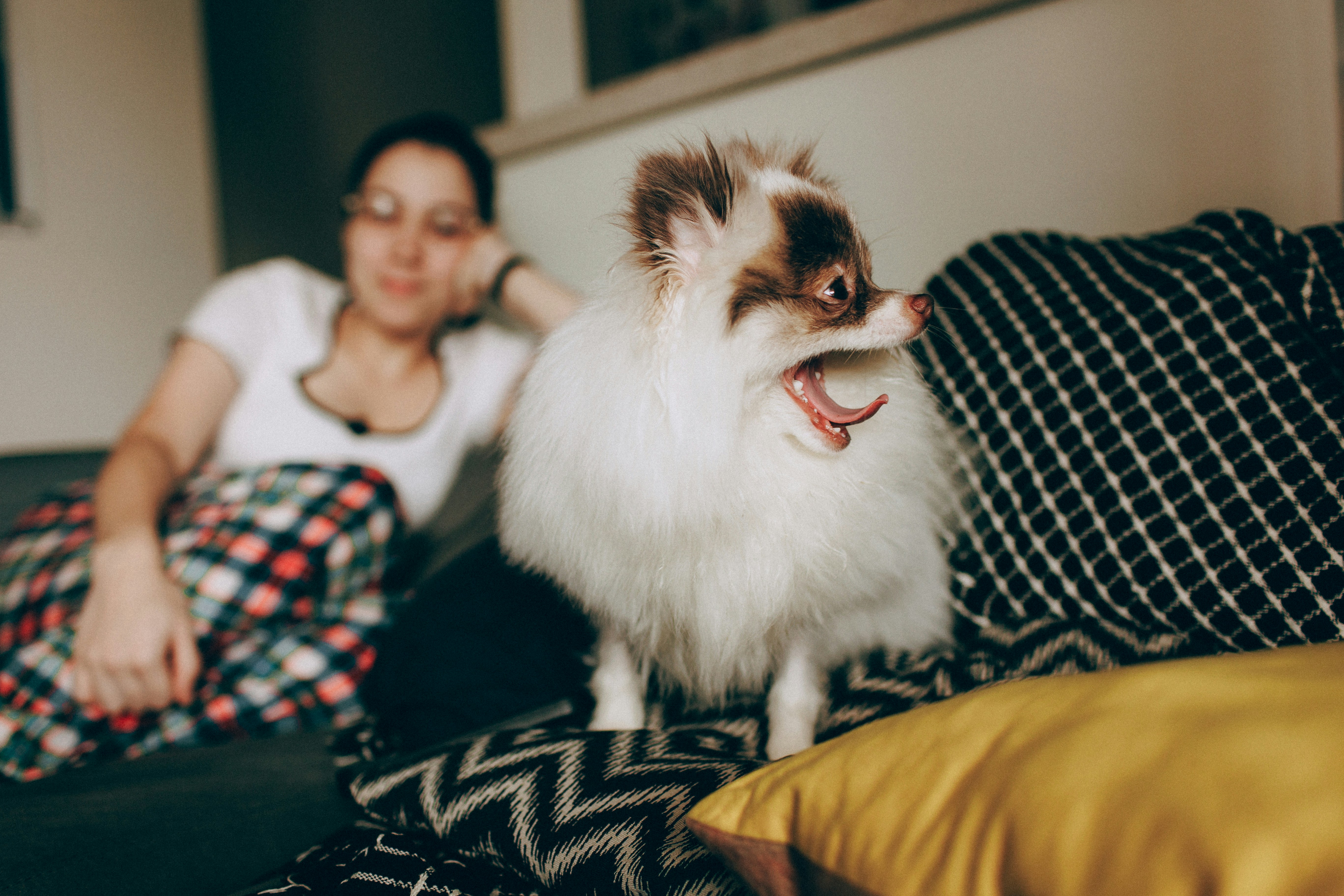 A small fluffy dog yawning on a couch beside a person in plaid pants