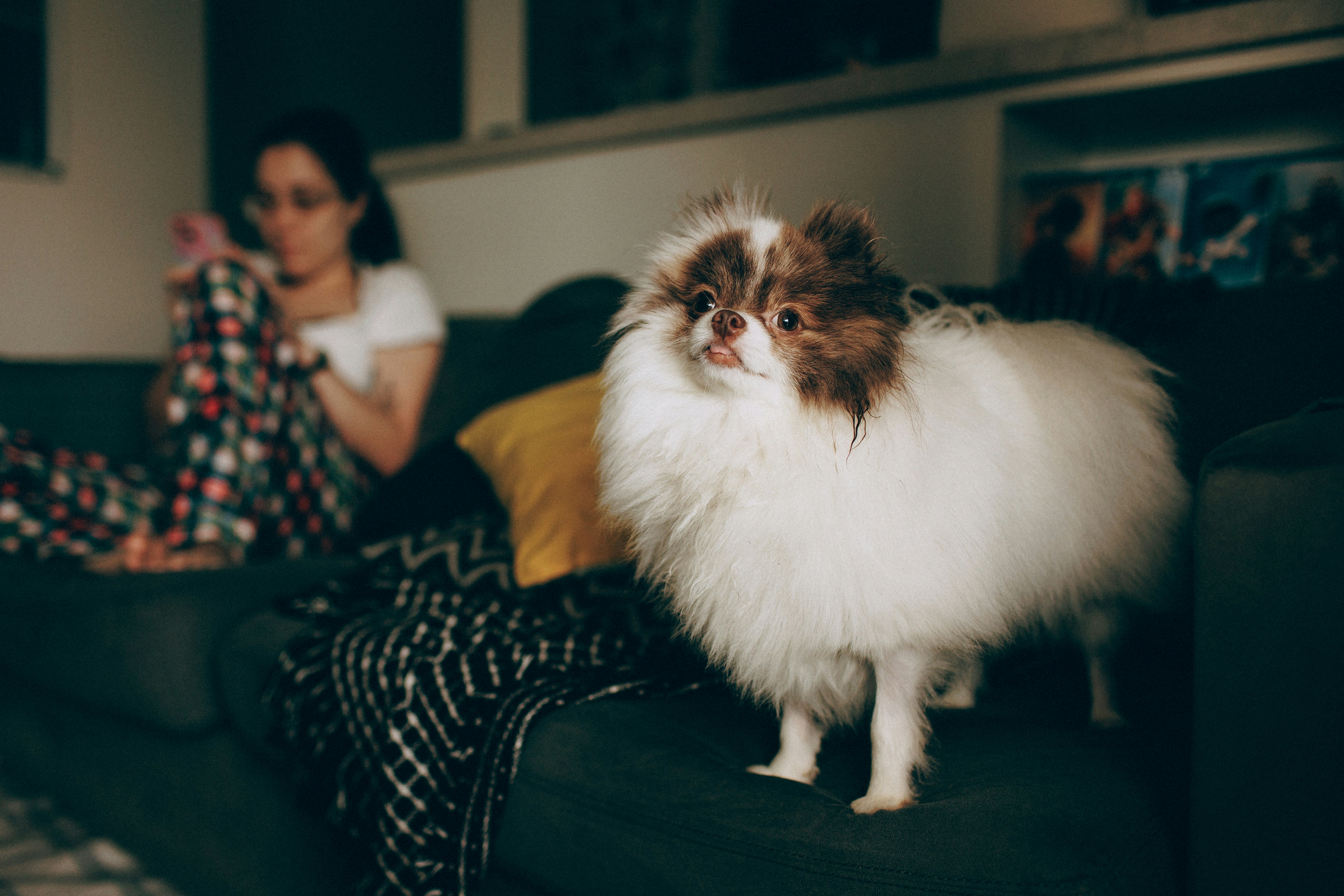 A fluffy white and brown Pomeranian dog on a dark sofa with a person