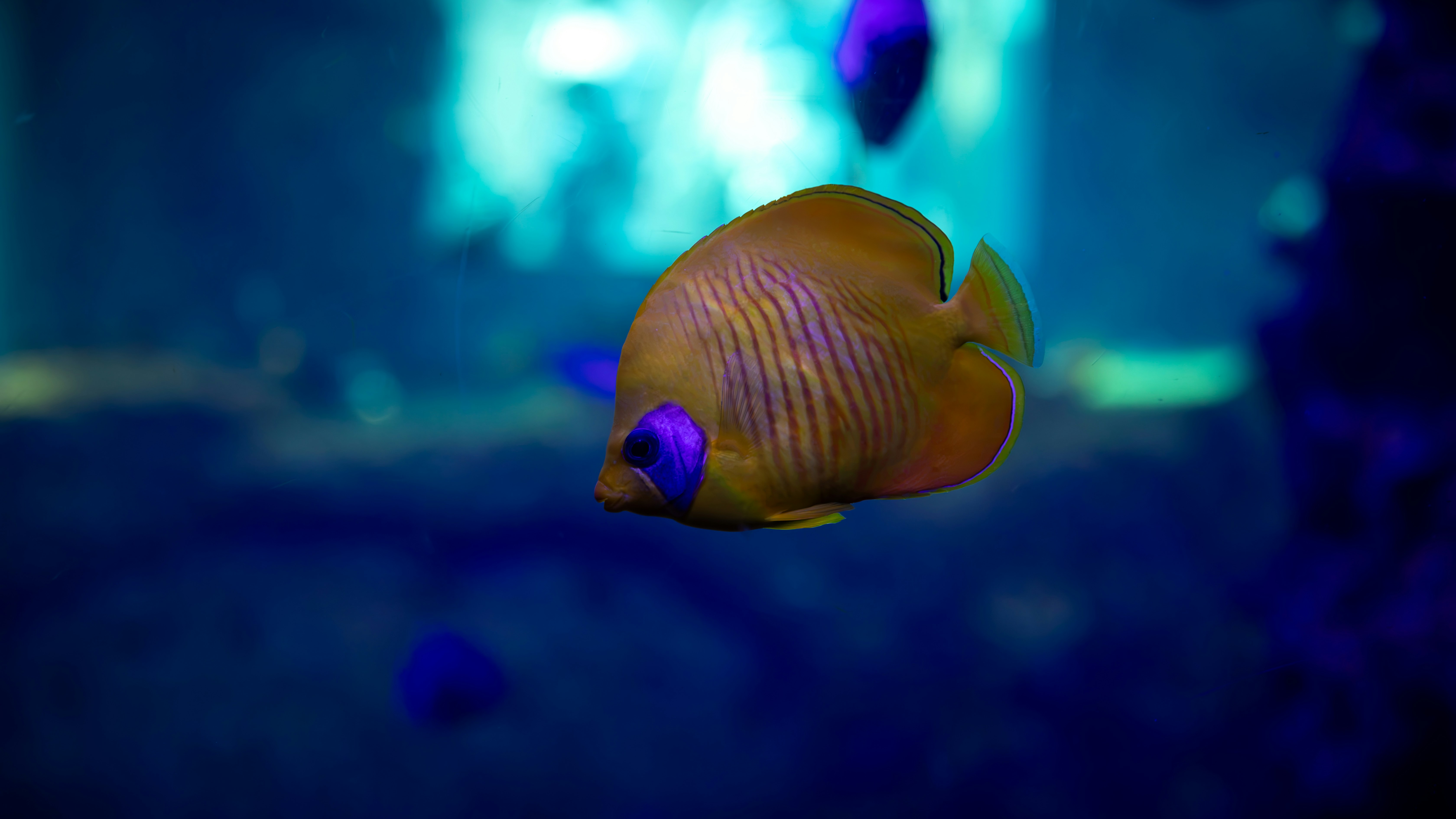 Pez ángel amarillo en acuario azul - Foto gratuita en Unsplash