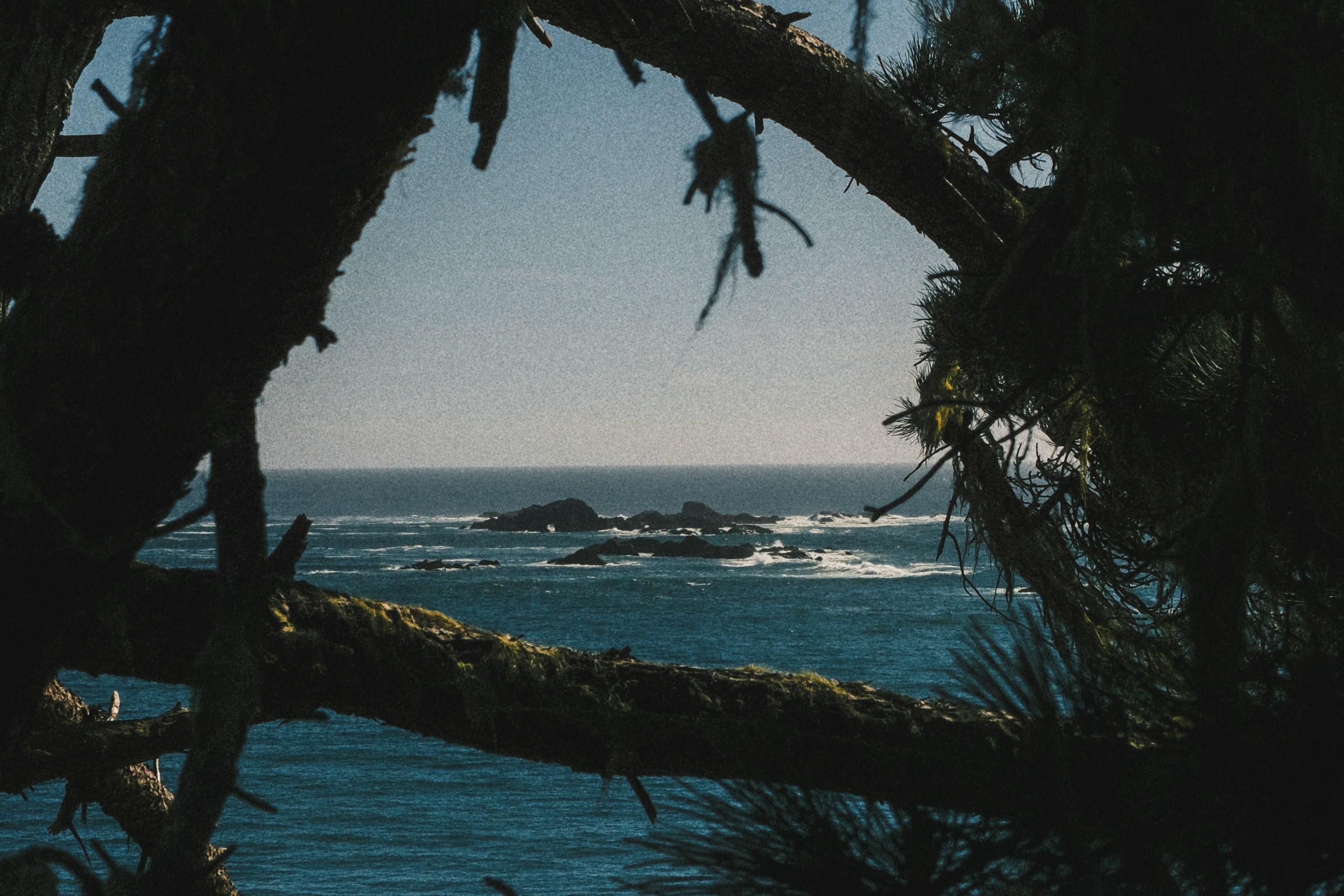 Dark pine branches framing a view of the blue ocean and rocky islands