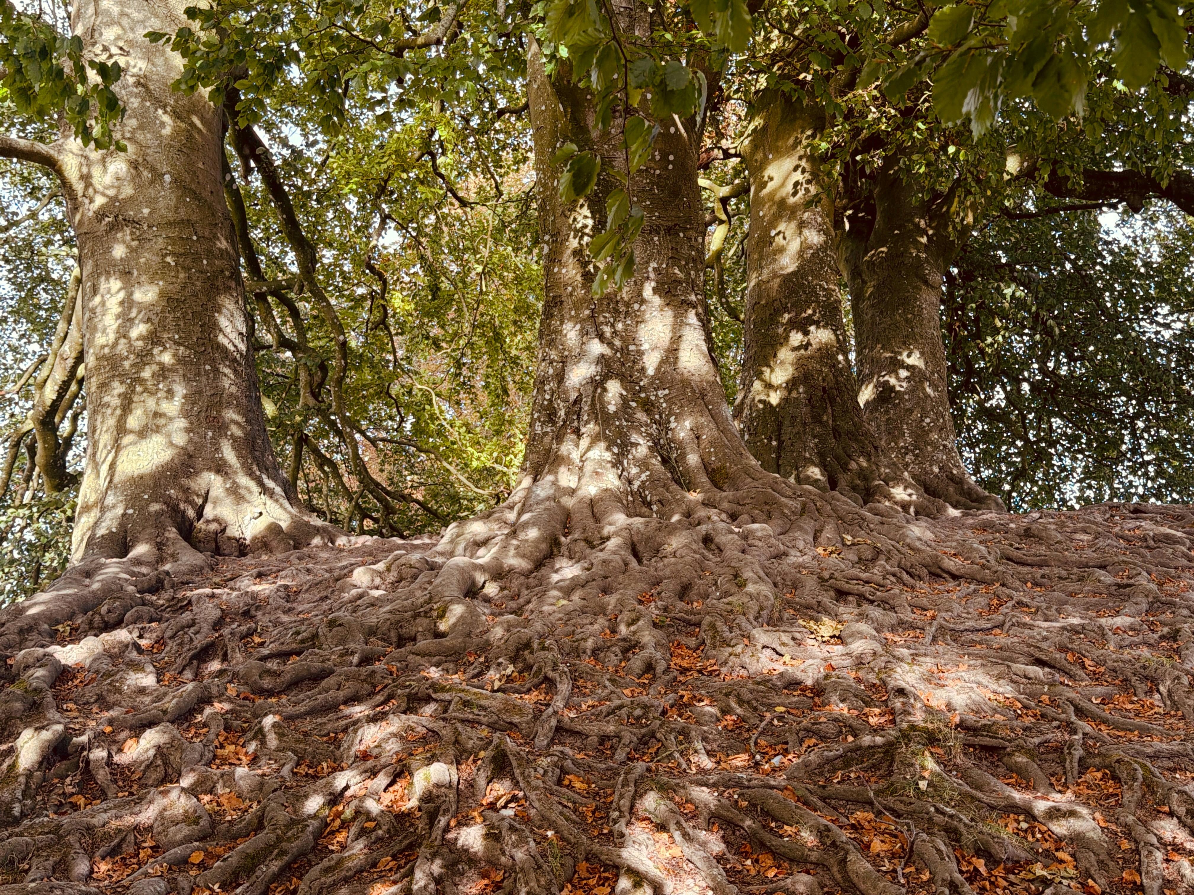 Three large trees with exposed gnarled roots on a forest floor with fallen leaves