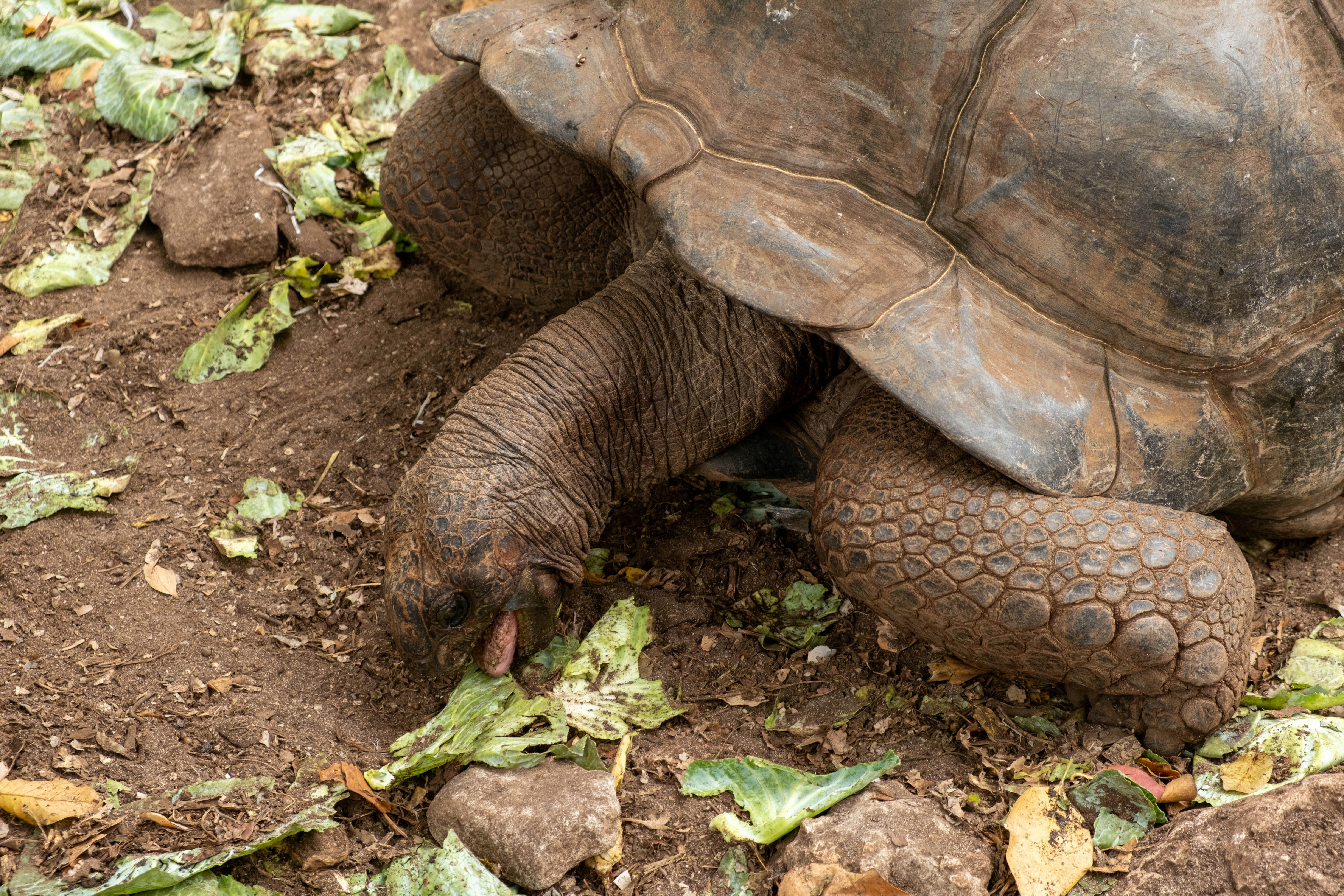 Une tortue géante mangeant des feuilles de laitue verte sur une terre brune