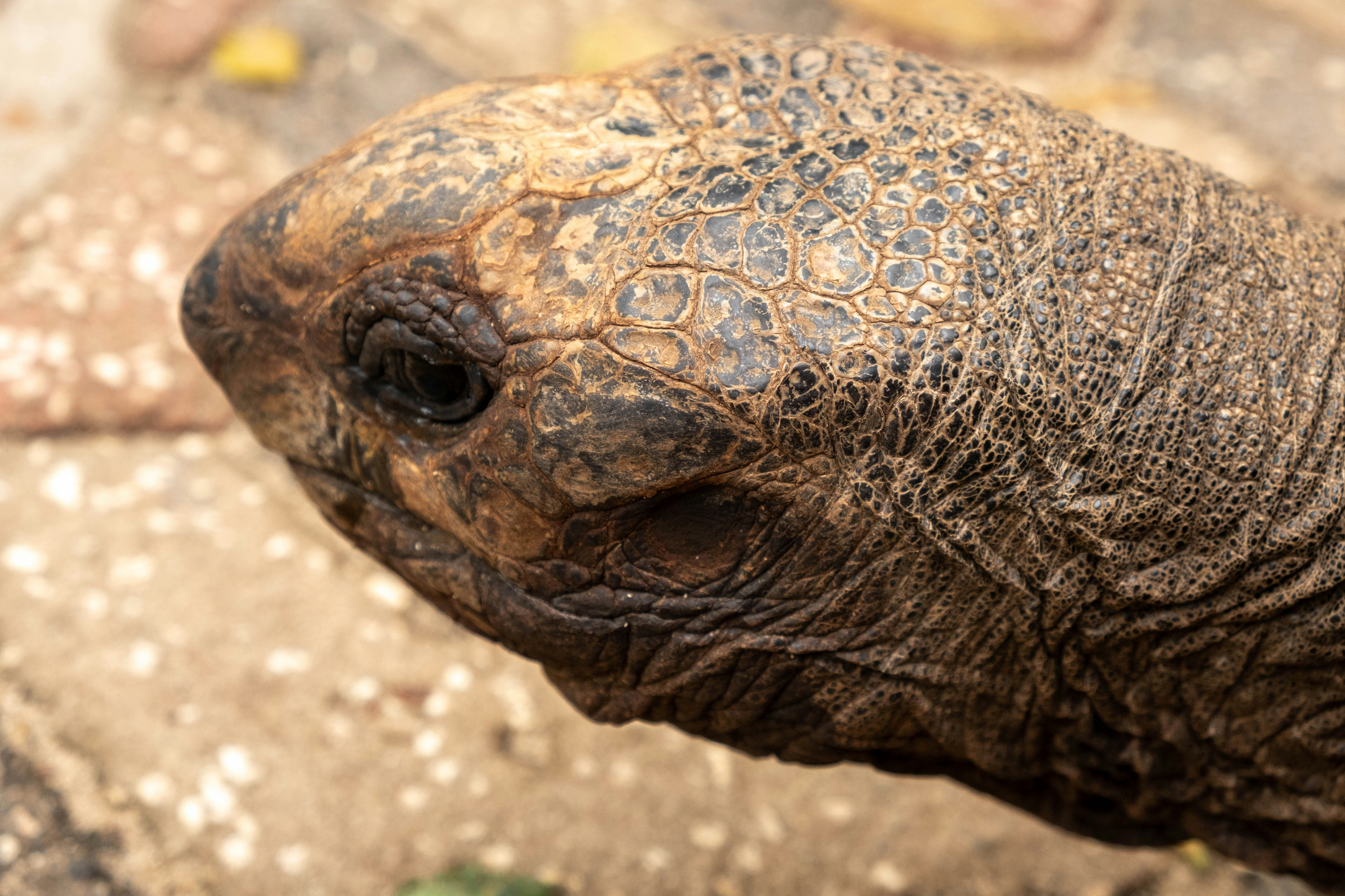 Un gros plan d’une tête de tortue brune texturée avec un œil sombre