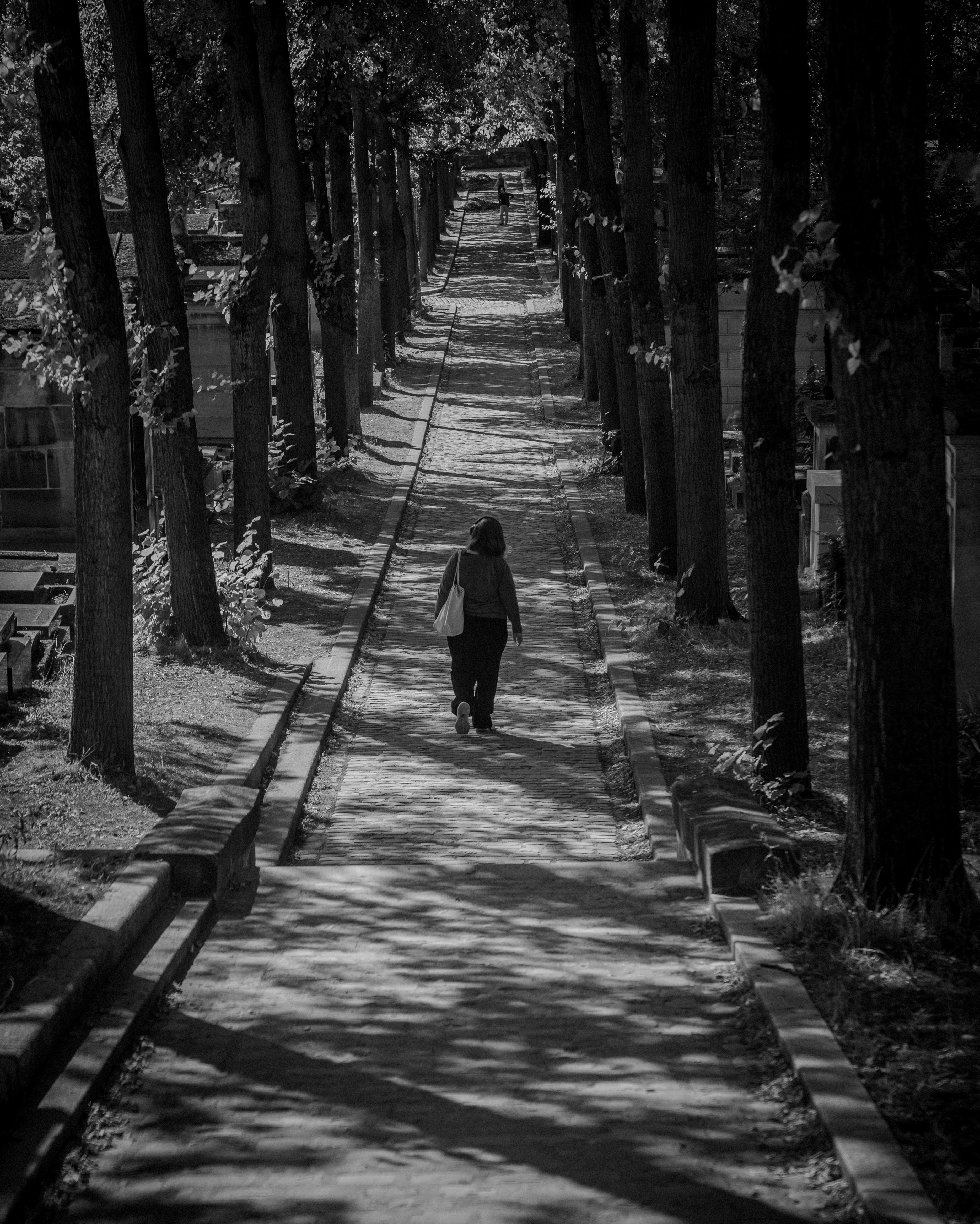 A person walking along a tree-lined stone path in a cemetery