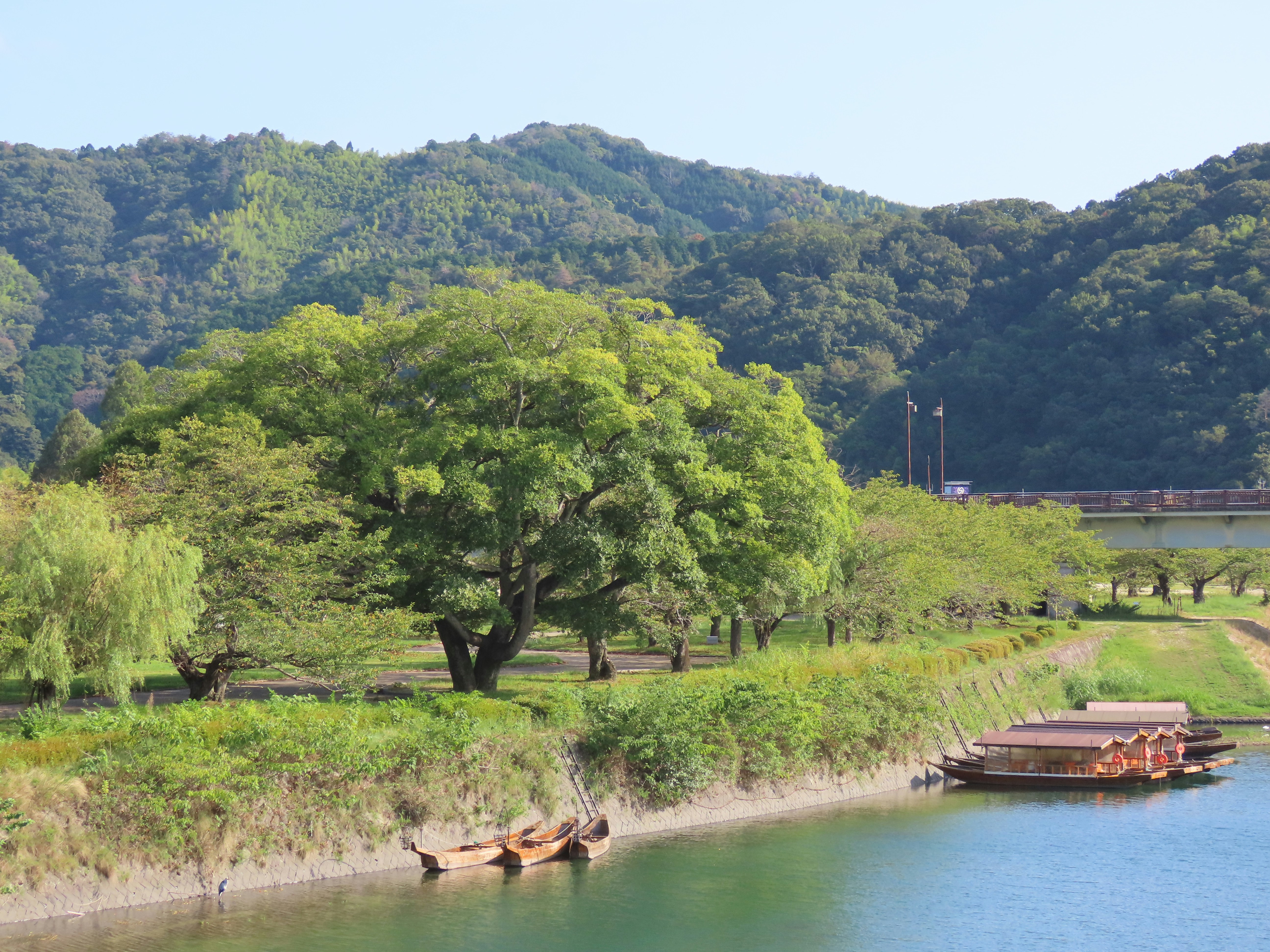 Traditional wooden boats moored along a riverbank beneath large green trees and mountains