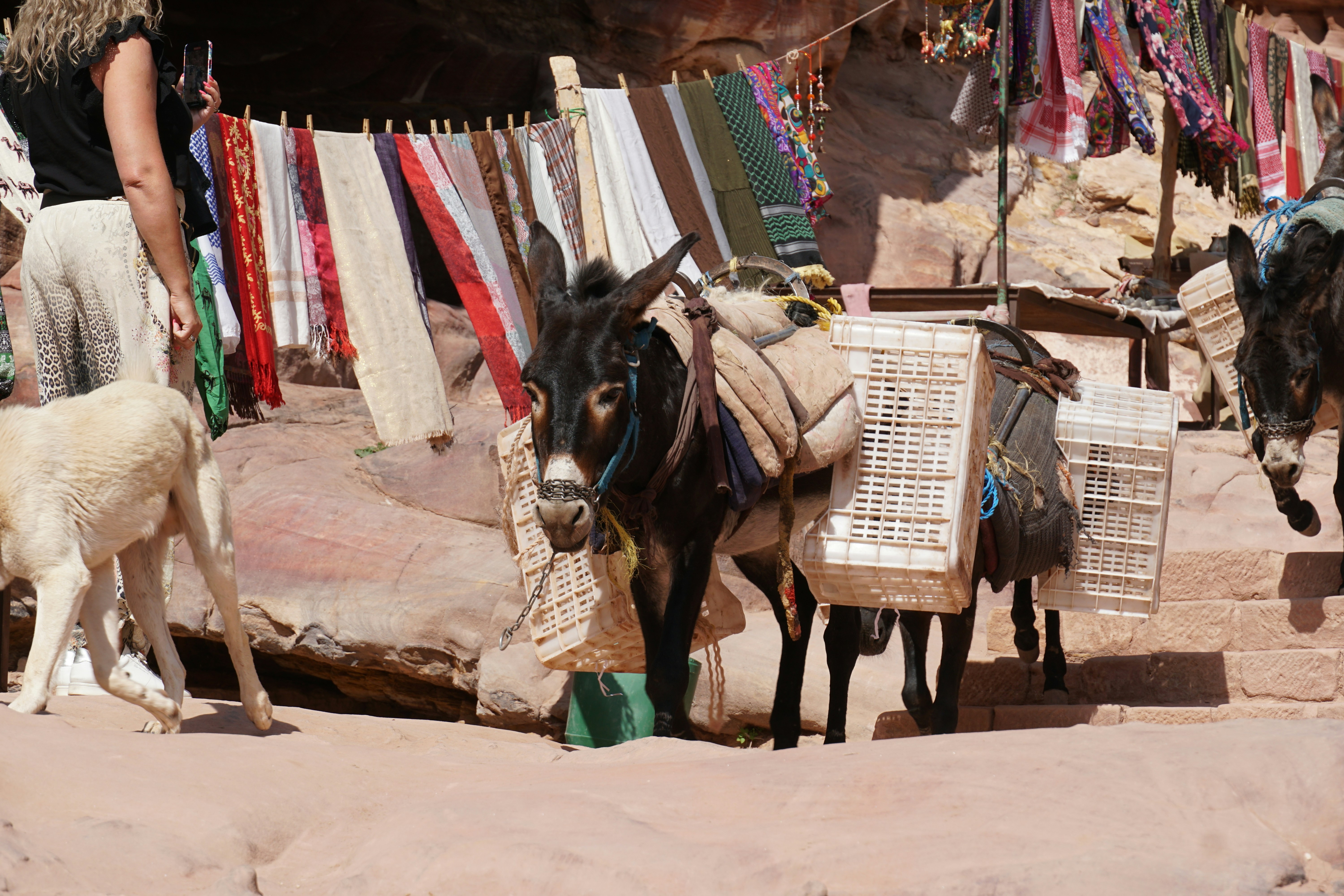 Um burro carregando caixas plásticas em um caminho rochoso perto de tecidos coloridos pendurados