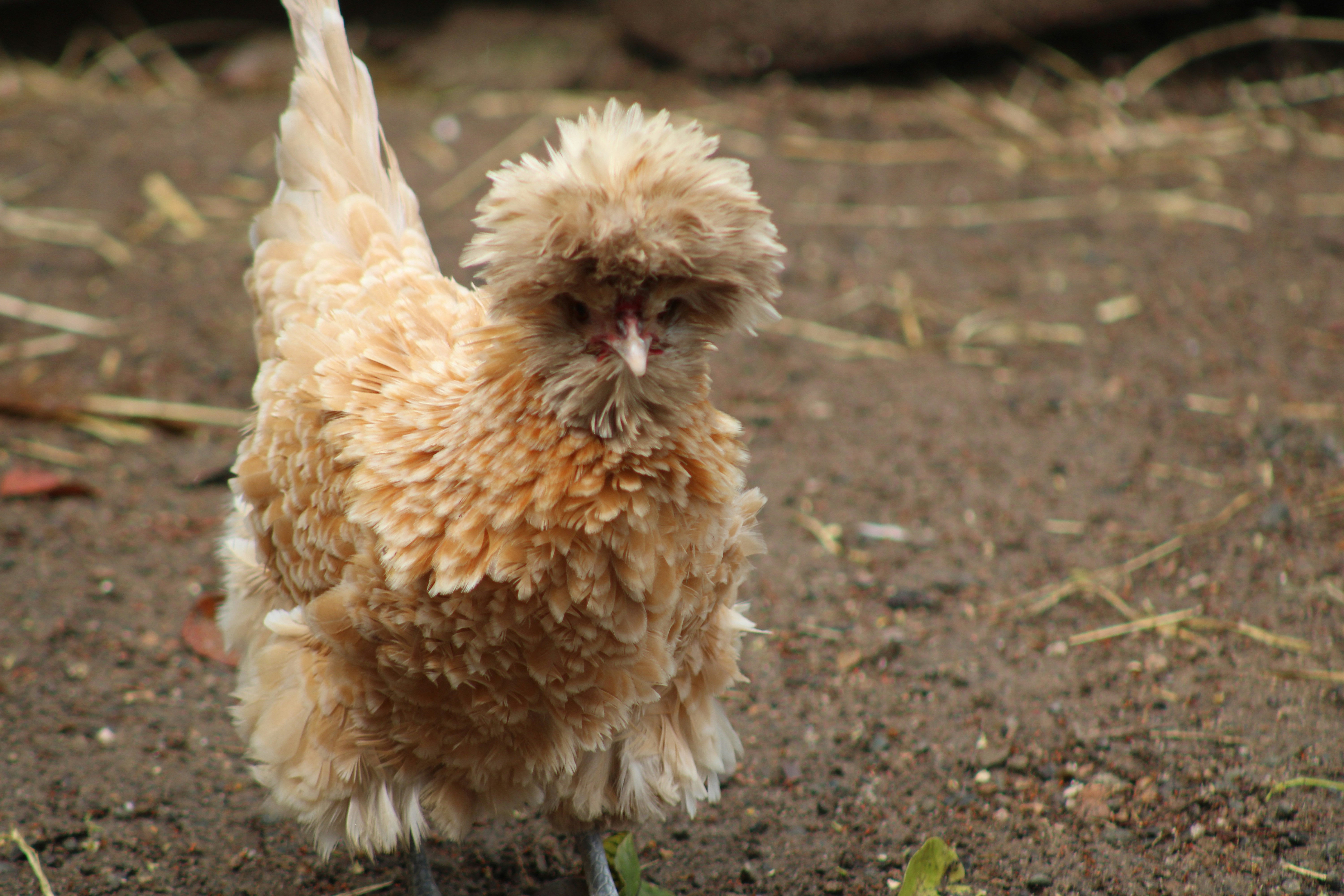 A buff-colored frizzle chicken with a fluffy crest on a dirt ground