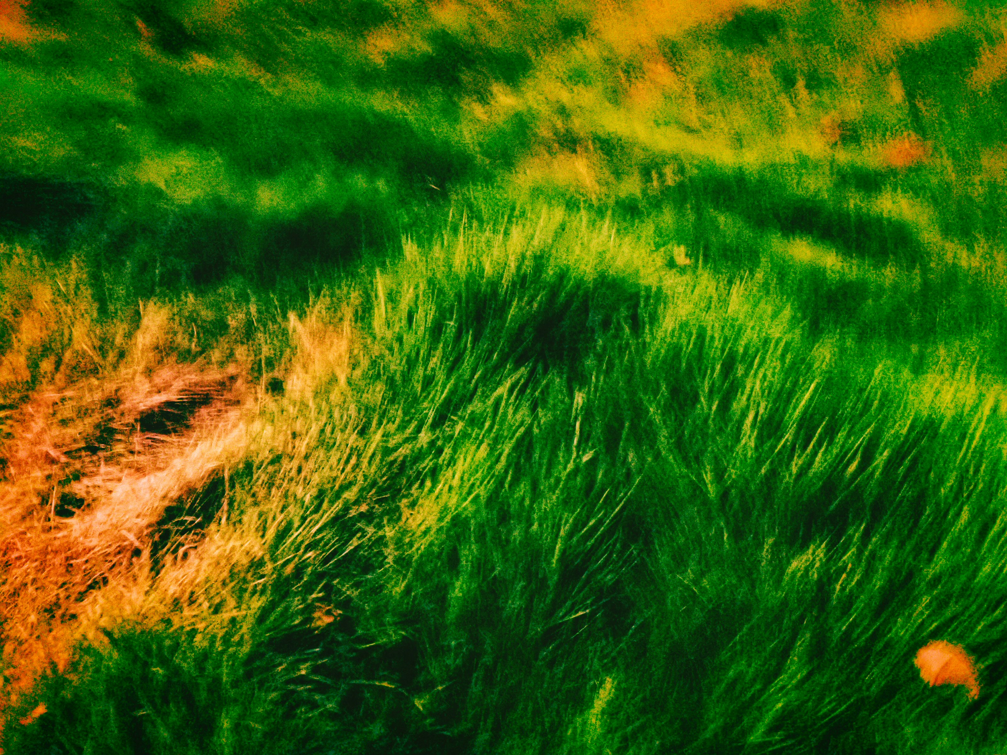 Vibrant green grass with patches of warm orange light in a blurred motion