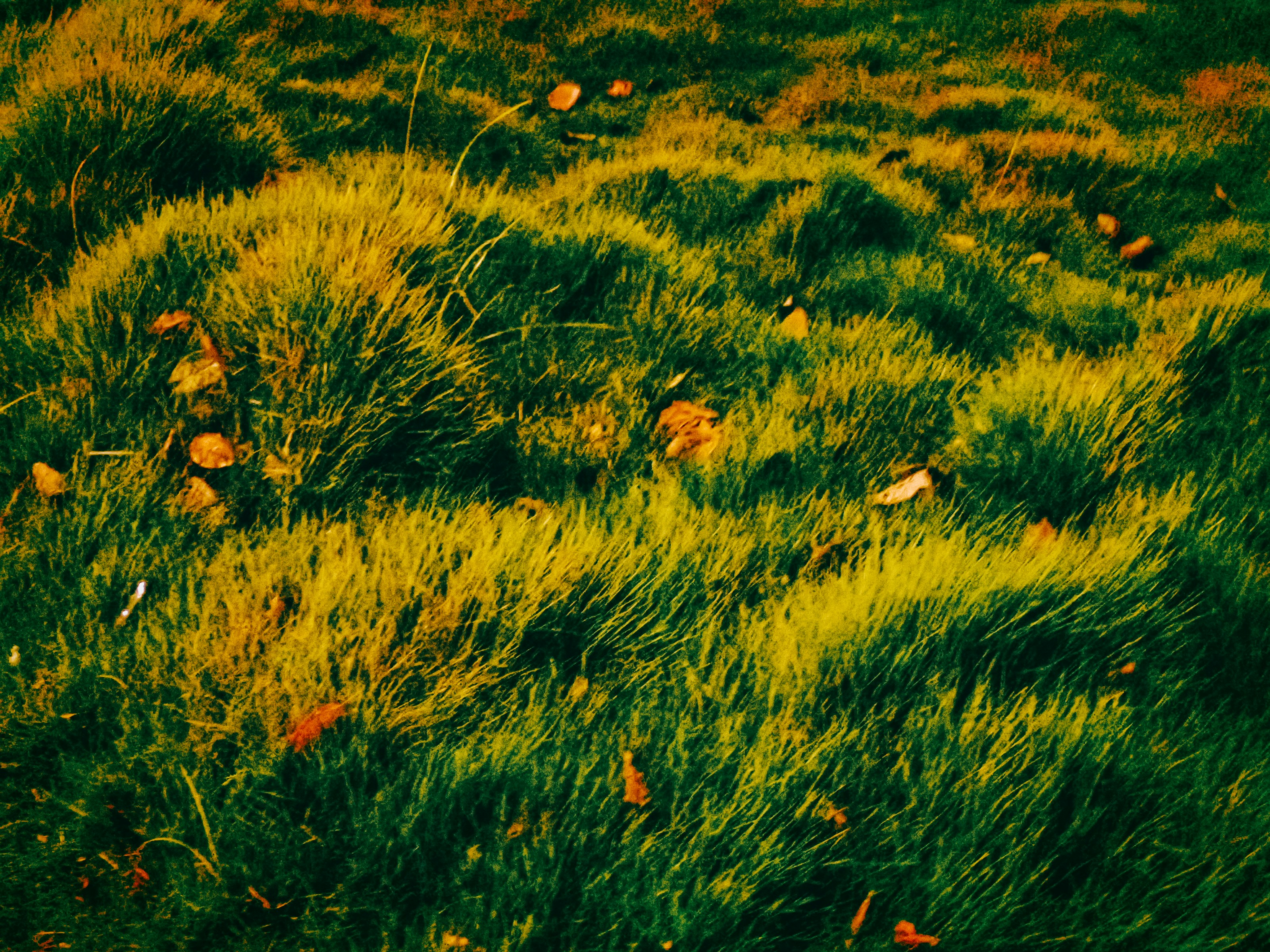 Green grass with scattered brown autumn leaves in warm golden light