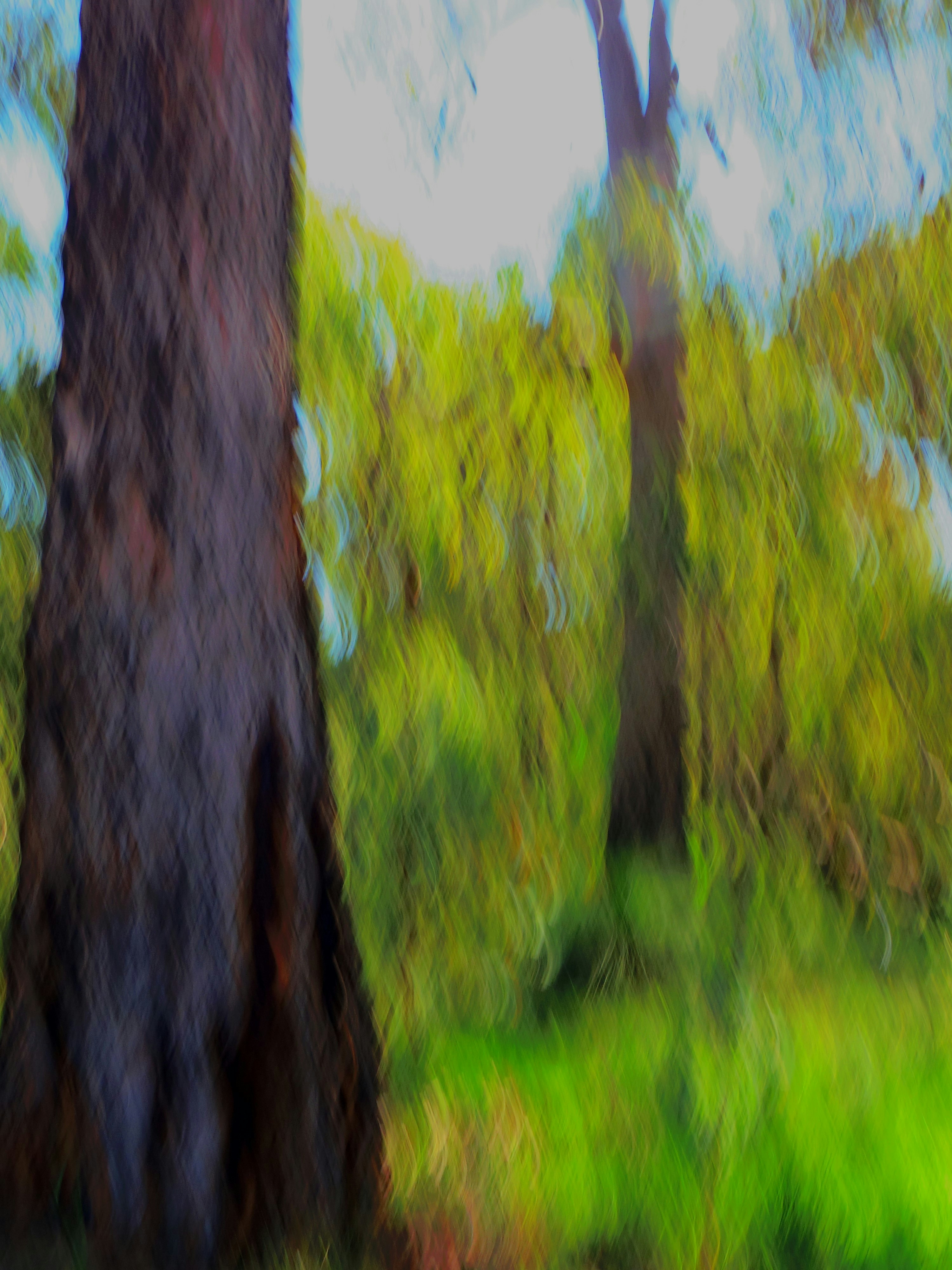 Two dark tree trunks against a blurred background of vibrant green foliage