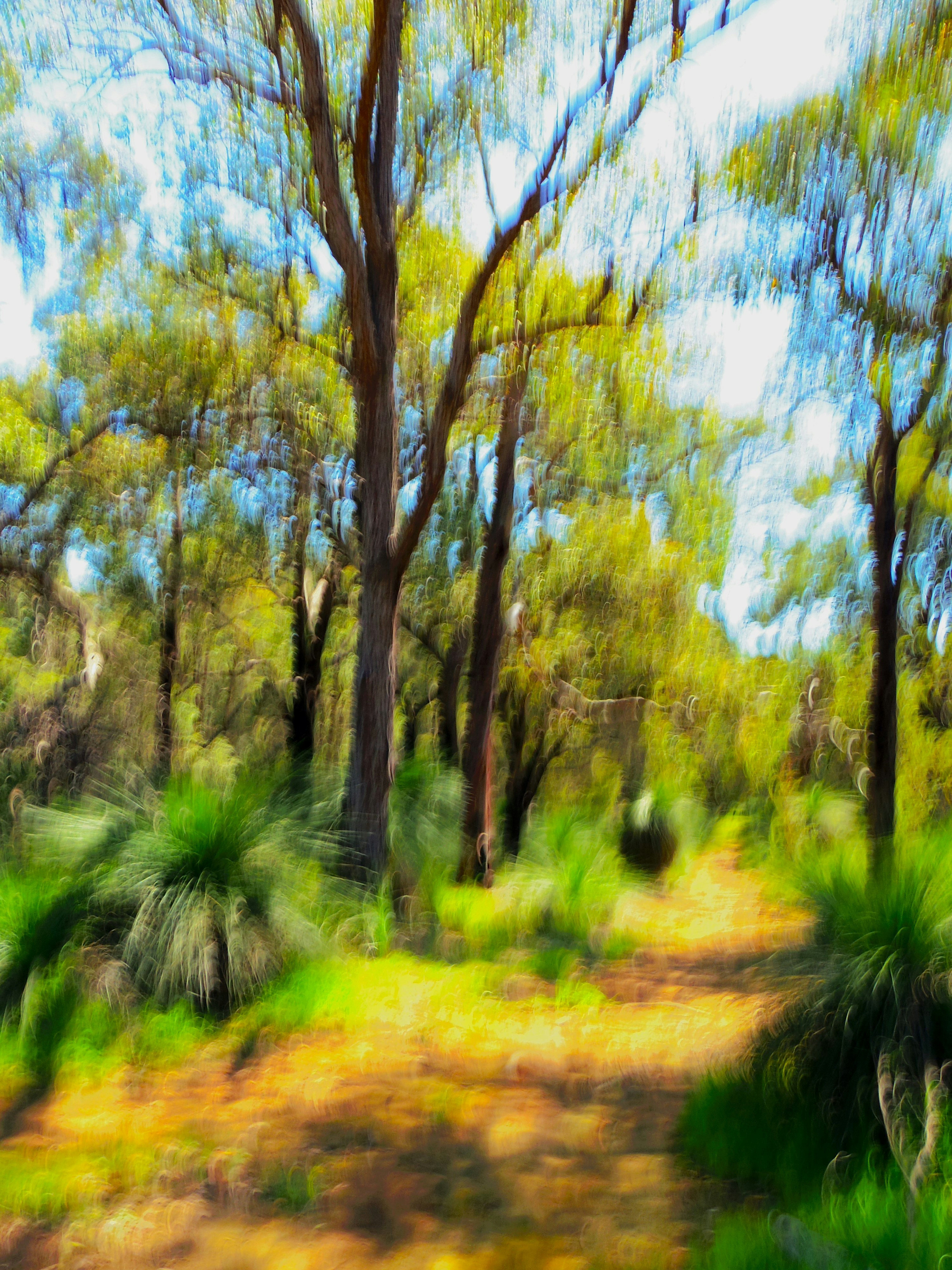 A forest path with motion blur through green trees and spiky grass